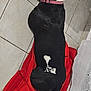 dog, black_and_white, collar, tiled_floor, red_towel, lying_down, pet, relaxed, indoor, resting, animal, canine, sleeping, floor, pink_collar, white_paws, black_paws, dog_back, dog_body, quiet