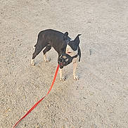 Utopie a rejoint le concours — aidez-le/la à gagner de superbes lots ! dog, muzzle, leash, gravel, path, tree, outdoor, pet, black_and_white, standing, animal, nature, daylight, canine, walking, park, fur, ears, quiet, resting