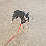dog, muzzle, leash, gravel, path, tree, outdoor, pet, black_and_white, standing, animal, nature, daylight, canine, walking, park, fur, ears, quiet, resting