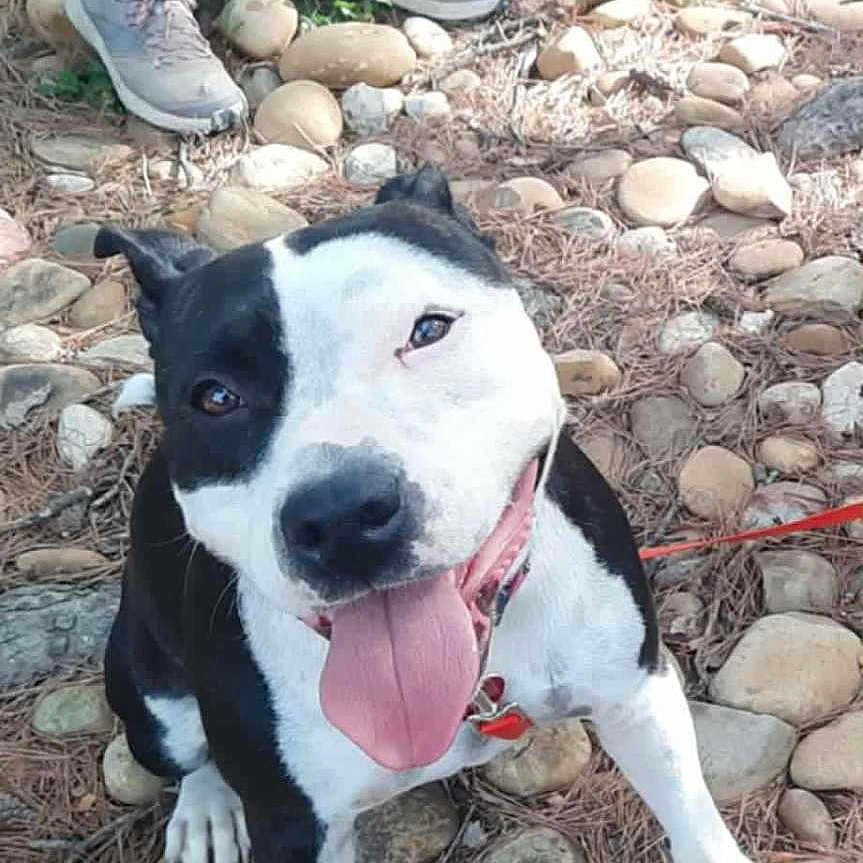 Utopie participe au concours pour gagner de l'argent avec cette photo : animal, backpack, black_and_white, canine, close_up, daylight, dog, ground, happy, leash, nature, outdoor, person, pet, pine_needles, rocks, shorts, smiling, sneakers, tongue_out