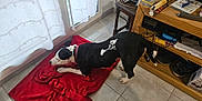 Utopie a rejoint le concours — aidez-le/la à gagner de superbes lots ! dog, black_and_white, red_blanket, indoor, tile_floor, curtains, window, wooden_shelf, gaming_controller, video_game, books, shoes, cable, pet, stretching, collar, floor, home, relaxing, furniture