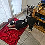 dog, black_and_white, red_blanket, indoor, tile_floor, curtains, window, wooden_shelf, gaming_controller, video_game, books, shoes, cable, pet, stretching, collar, floor, home, relaxing, furniture