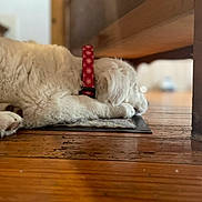 Myssa participe au concours pour gagner de l'argent avec cette photo : dog, white_dog, sleeping, collar, red_collar, snowflake_pattern, wooden_floor, indoor, furniture, cozy, pet, animal, resting, close_up, floor, paw, fur, quiet, calm, domestic