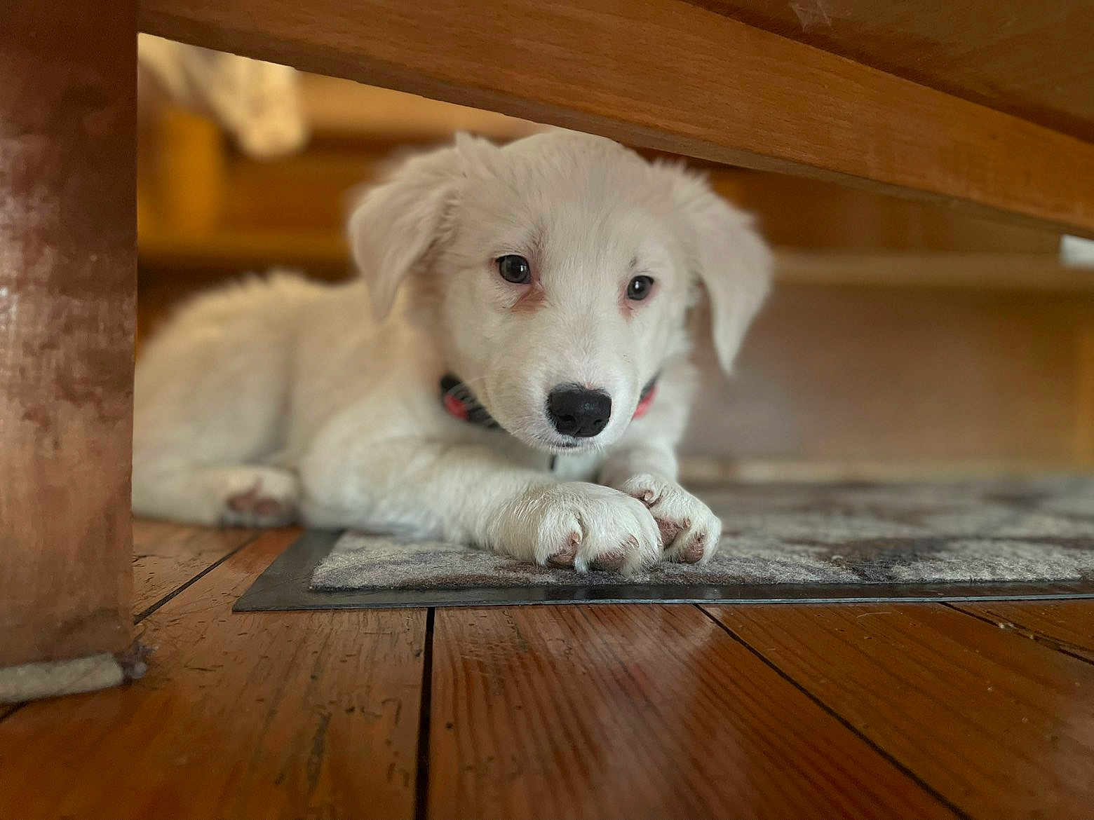 Myssa participe au concours pour gagner de l'argent avec cette photo : puppy, dog, white_dog, indoor, wooden_floor, carpet, table, resting, young_dog, pet, collar, cute, animal, fur, close_up, relaxing, domestic, flooring, paw, wood