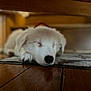 Myssa participe au concours pour gagner de l'argent avec cette photo : puppy, dog, sleeping, white, floor, wooden_floor, rug, indoor, cozy, resting, pet, animal, close_up, young_dog, peaceful, cute, fur, nose, paw, quiet