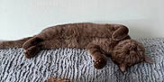 Athos participe au concours pour gagner de l'argent avec cette photo : cat, brown_cat, sleeping, fluffy, pet, animal, feline, paw, whiskers, relaxed, cozy, indoor, blanket, soft_texture, resting, cute, domestic_cat, fur, closed_eyes, quiet