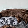 cat, brown_cat, sleeping, fluffy, pet, animal, feline, paw, whiskers, relaxed, cozy, indoor, blanket, soft_texture, resting, cute, domestic_cat, fur, closed_eyes, quiet
