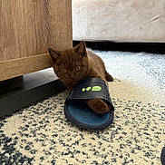 Athos a rejoint le concours — aidez-le/la à gagner de superbes lots ! kitten, cat, pet, indoor, carpet, footwear, sandal, furniture, wood, couch, playful, cute, brown_cat, animal, domestic_animal, paw, floor, closeup, young_cat, curious
