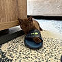 kitten, cat, pet, indoor, carpet, footwear, sandal, furniture, wood, couch, playful, cute, brown_cat, animal, domestic_animal, paw, floor, closeup, young_cat, curious