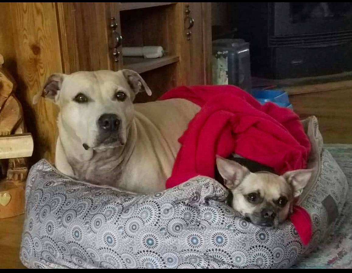 Indi joined the competition — help win amazing prizes! canidae, carnivore, chihuahua, collar, comfort, companion_dog, couch, dog, dog_bed, dog_breed, dog_supply, fawn, paw, pet_supply, smile, snout, sporting_group, toy_dog, whiskers, working_animal