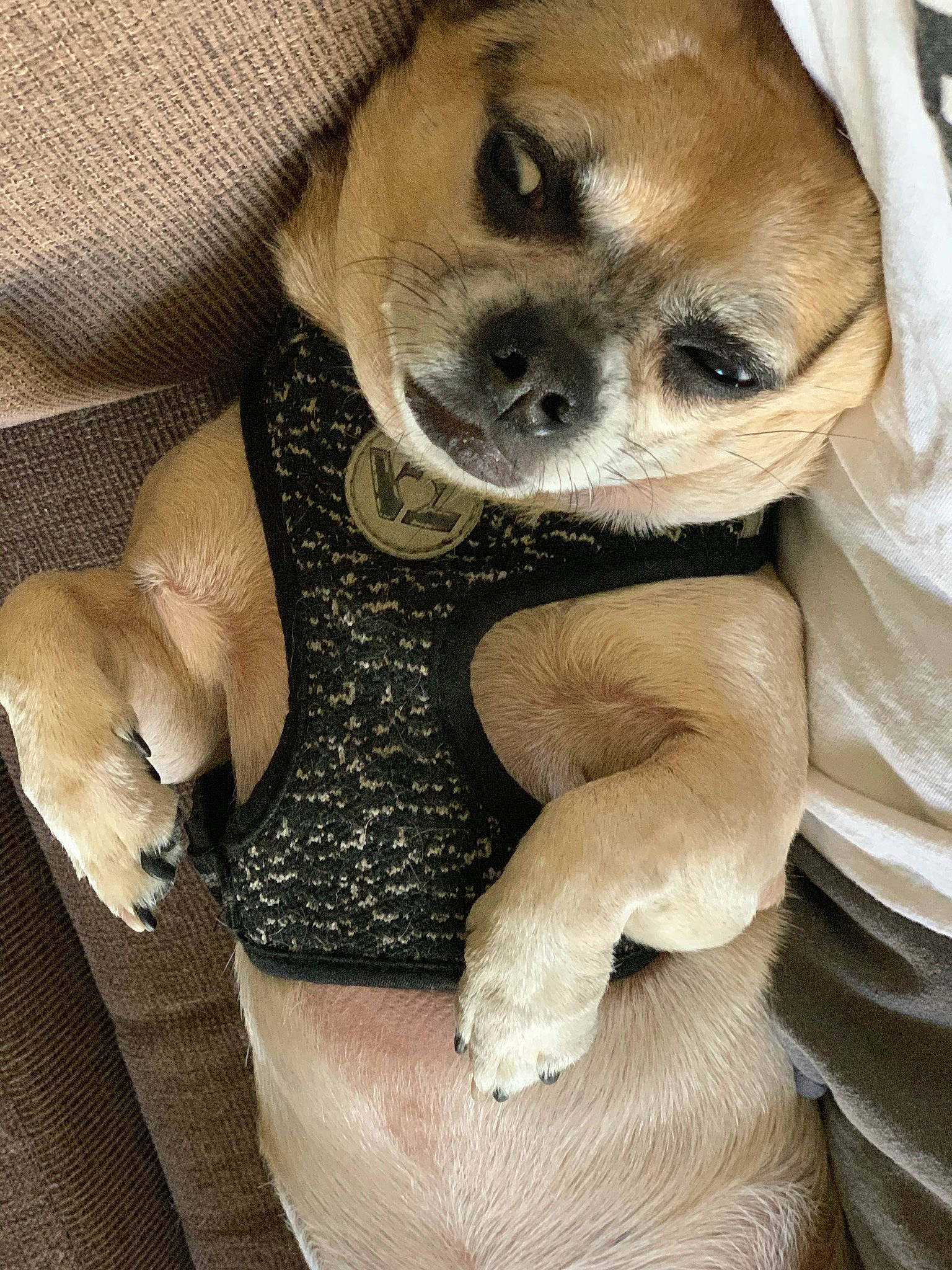 Indi is registered to the contest to win money with this photo: canidae, carnivore, comfort, companion_dog, dog, dog_breed, dog_supply, fawn, fur, mammal, paw, pet_supply, snout, sporting_group, terrestrial_animal, toy, toy_dog, vertebrate, whiskers, working_animal