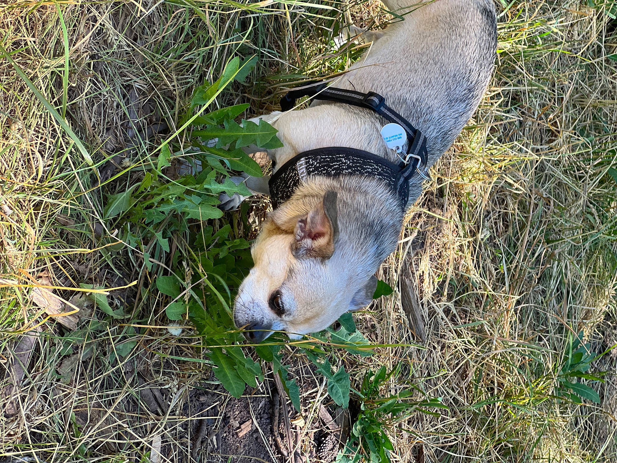 Indi is registered to the contest to win money with this photo: canidae, carnivore, collar, companion_dog, dog, dog_breed, dog_collar, fawn, fur, grass, leash, paw, pet_supply, plant, puppy, snout, soil, sporting_group, tail, terrestrial_animal