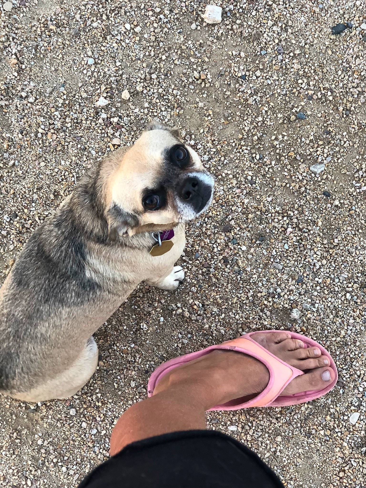 Indi is registered to the contest to win money with this photo: barefoot, canidae, carnivore, companion_dog, dog, dog_breed, eyewear, fawn, foot, fur, grass, hand, human_leg, paw, people_in_nature, smile, snout, soil, sunglasses, toe