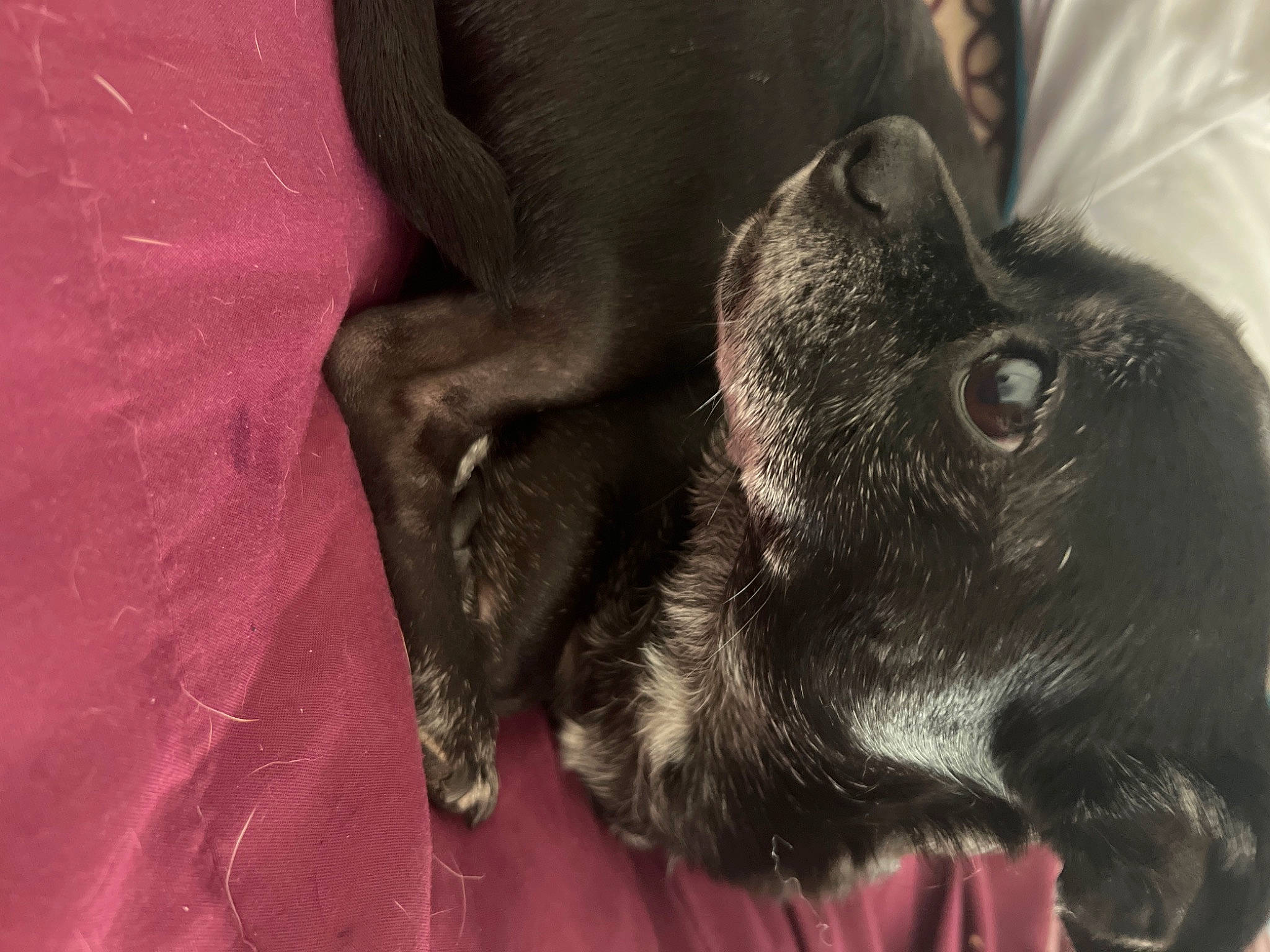 Marley joined the competition — help win amazing prizes! carnivore, claw, close_up, comfort, companion_dog, dog, dog_breed, ear, fur, gesture, grey, liver, paw, snout, sporting_group, terrestrial_animal, whiskers, working_animal, wrinkle