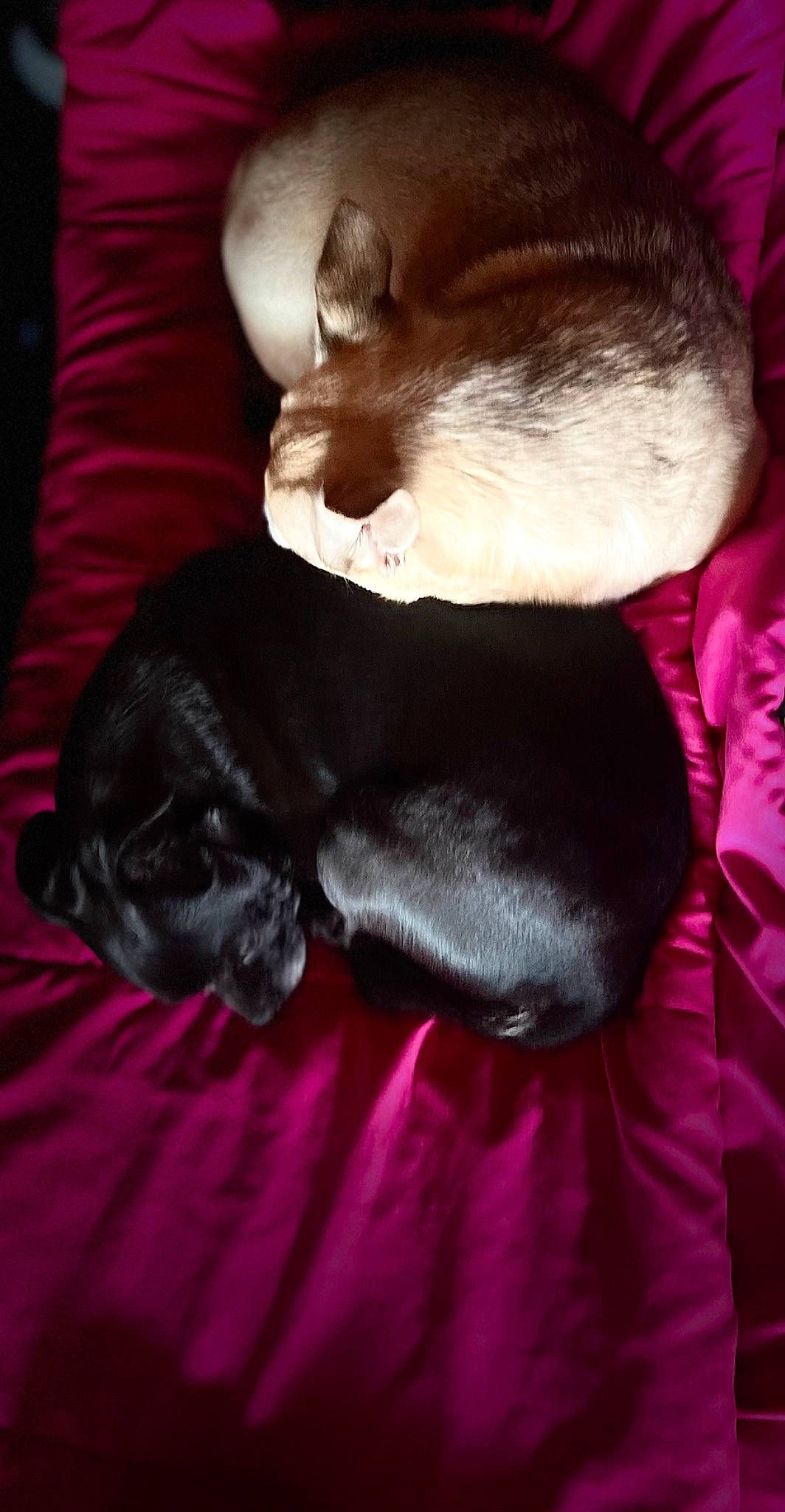 Marley joined the competition — help win amazing prizes! canidae, carnivore, claw, comfort, companion_dog, dog, dog_breed, ear, fawn, felidae, fur, liver, magenta, nap, paw, small_to_medium_sized_cats, snout, sporting_group, tail, whiskers