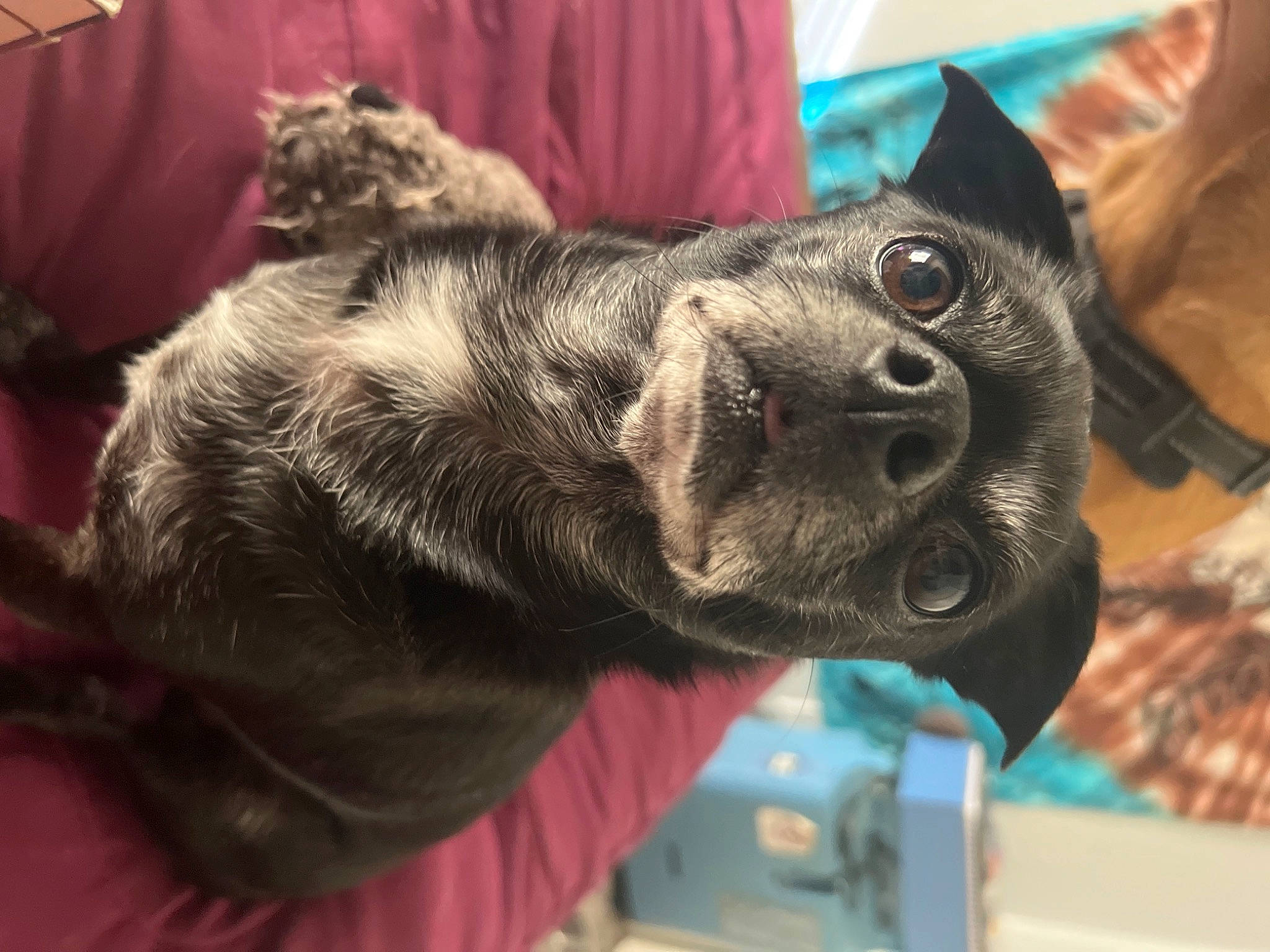 Marley is registered to the contest to win money with this photo: canidae, carnivore, claw, collar, comfort, companion_dog, dog, dog_breed, domestic_short_haired_cat, ear, fawn, felidae, fur, gesture, small_to_medium_sized_cats, snout, sporting_group, whiskers, working_animal, wrinkle