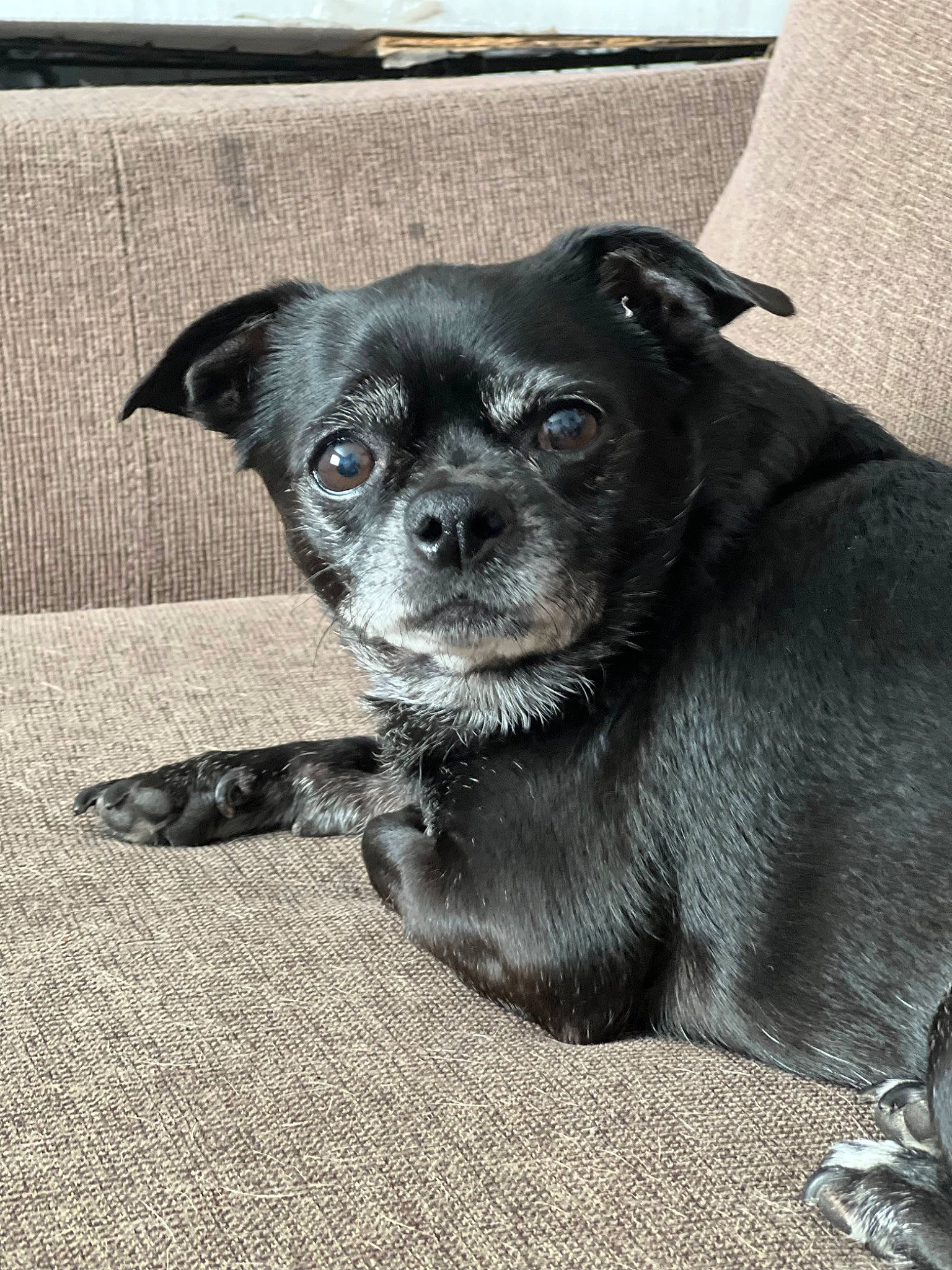 Marley is registered to the contest to win money with this photo: canidae, carnivore, chihuahua, companion_dog, dog, dog_breed, dog_supply, fawn, fur, grey, non_sporting_group, puppy, snout, sporting_group, terrestrial_animal, toy_dog, whiskers, working_animal