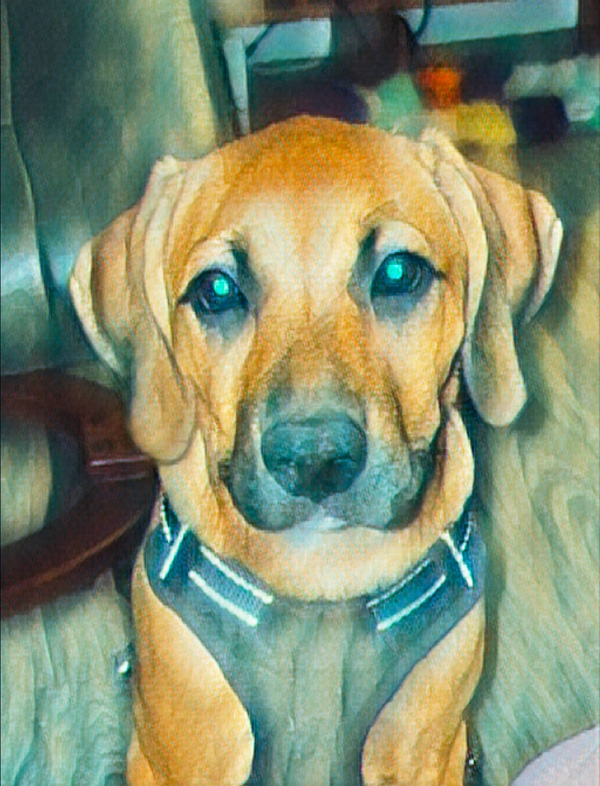 Katara joined the competition — help win amazing prizes! ancient_dog_breeds, canidae, carnivore, companion_dog, dog, dog_breed, dog_collar, fawn, hound, liver, snout, sporting_group, whiskers, working_animal, working_dog