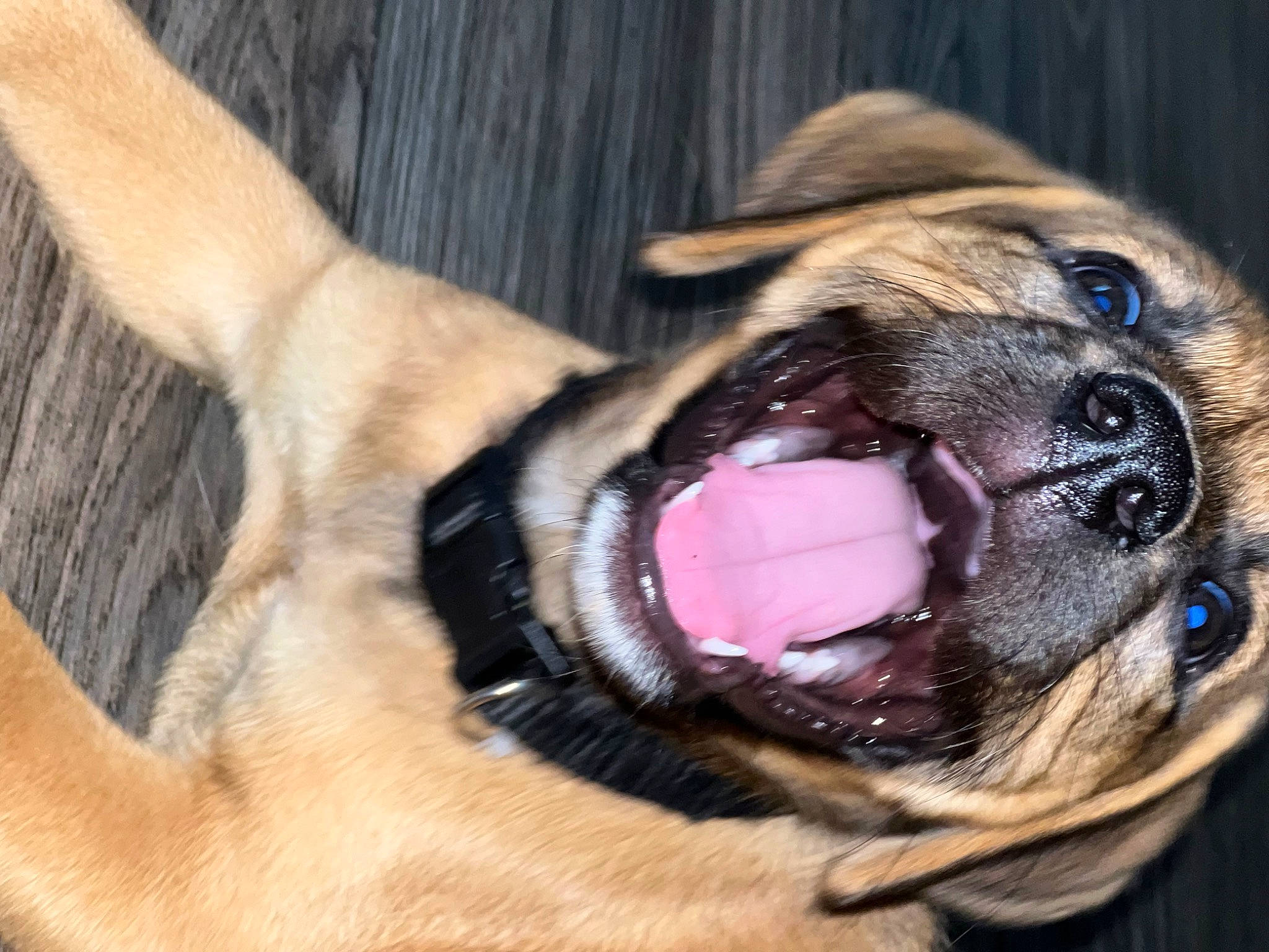 Katara joined the competition — help win amazing prizes! canidae, carnivore, close_up, collar, companion_dog, dog, dog_breed, dog_collar, ear, eye, fawn, jaw, liver, paw, pet_supply, snout, sporting_group, terrestrial_animal, whiskers, working_animal
