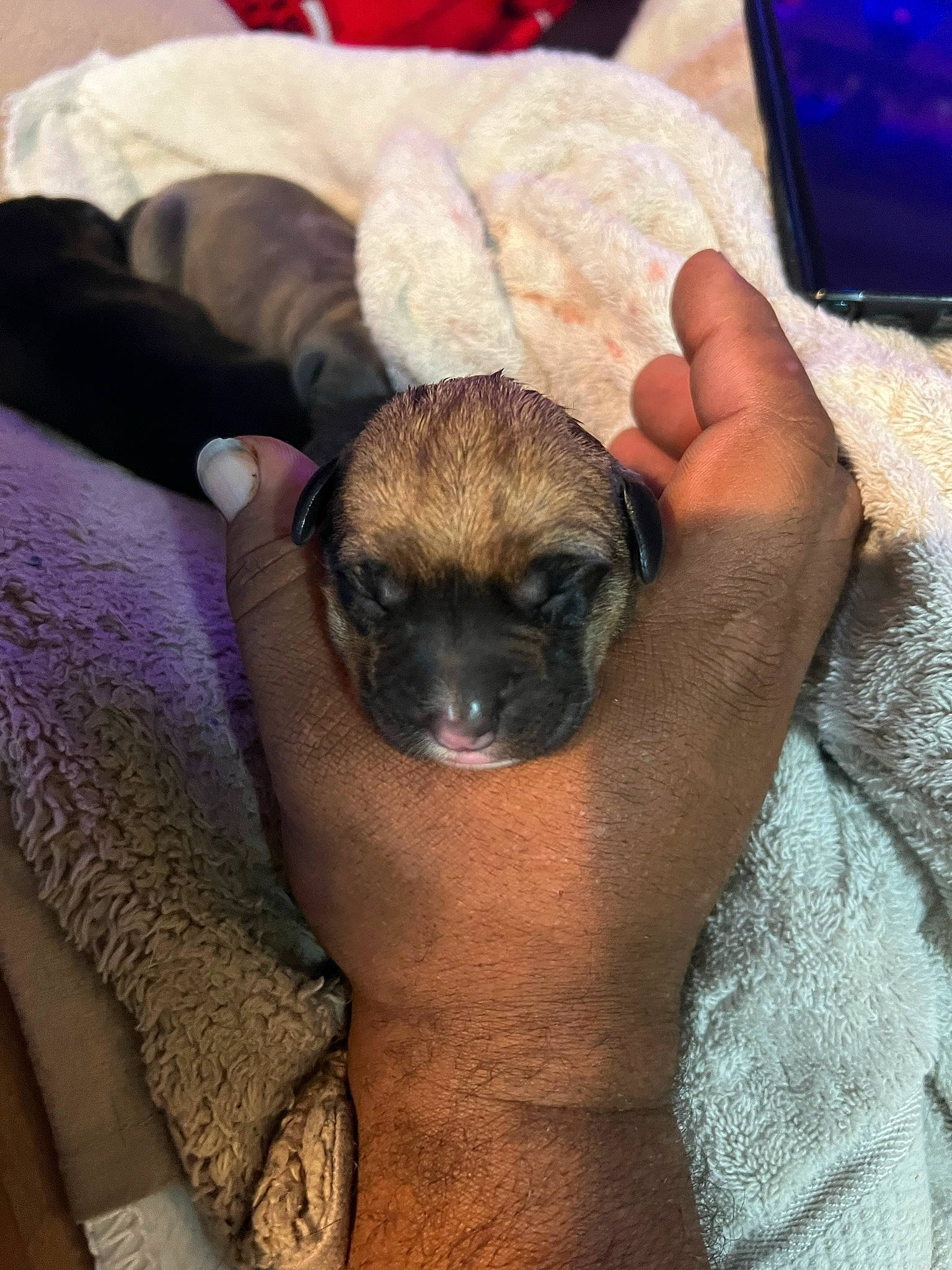 Katara joined the competition — help win amazing prizes! blue, carnivore, comfort, communication_device, companion_dog, dog, dog_breed, fawn, flesh, foot, fur, mobile_phone, nail, paw, portable_communications_device, terrestrial_animal, toy_dog, whiskers, working_animal