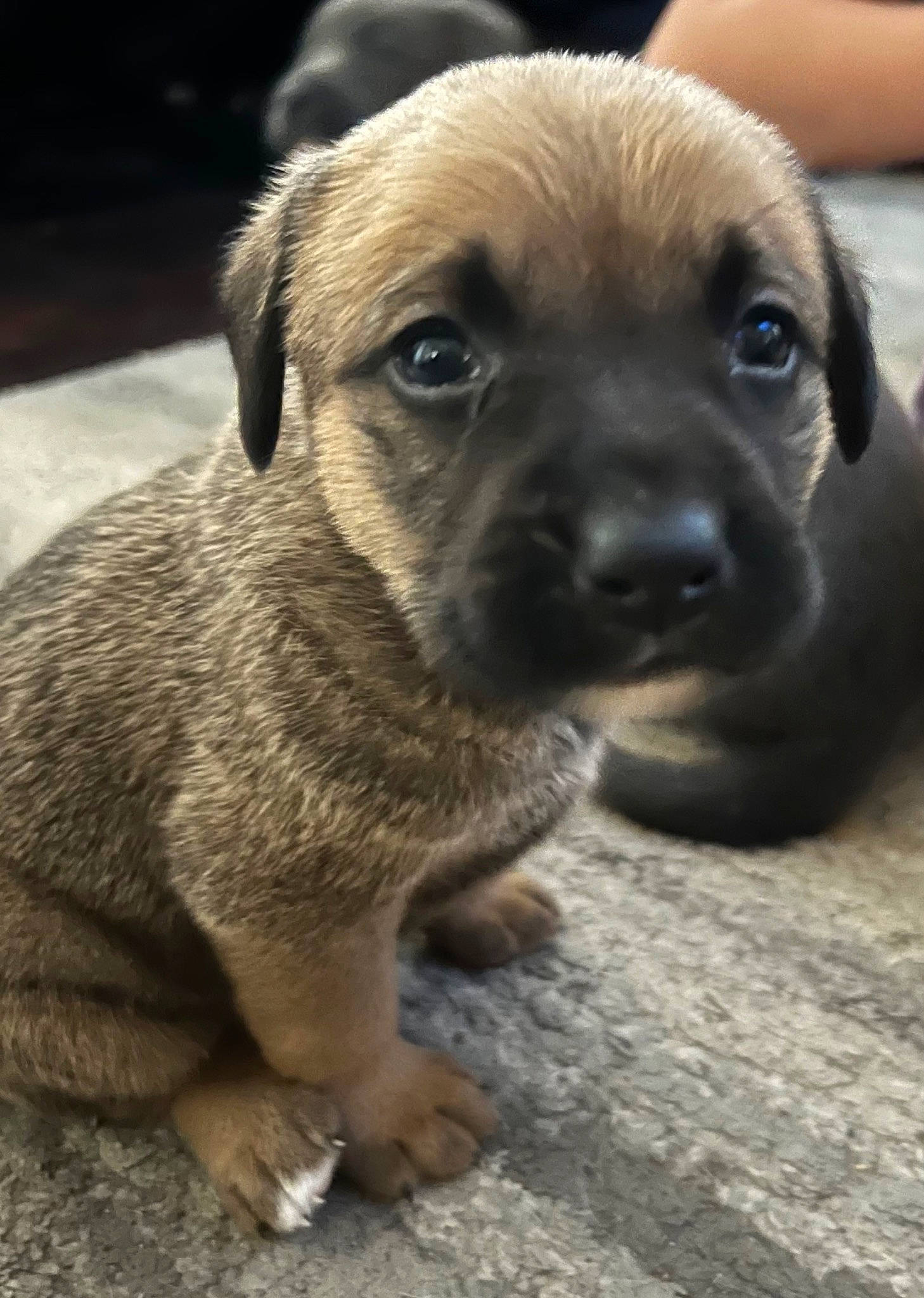 Katara is registered to the contest to win money with this photo: canidae, carnivore, companion_dog, dog, dog_breed, fur, puppy, snout, sporting_group, terrestrial_animal, toy_dog, whiskers, working_animal, wrinkle