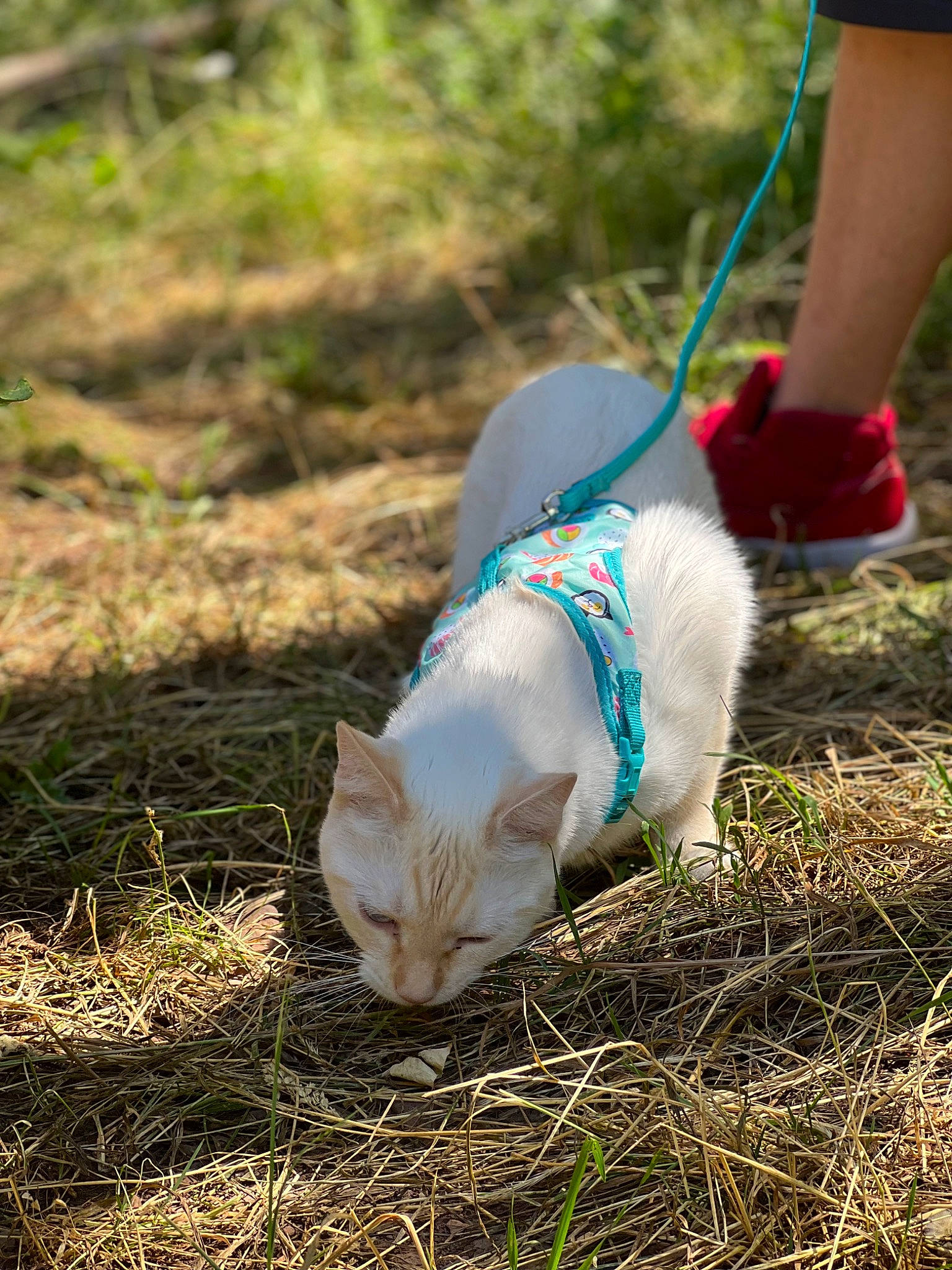 Yuki is registered to the contest to win money with this photo: carnivore, cat, collar, companion_dog, dog_breed, electric_blue, fawn, felidae, fur, grass, human_leg, leg, plant, small_to_medium_sized_cats, snout, sporting_group, tail, terrestrial_animal, vertebrate, whiskers
