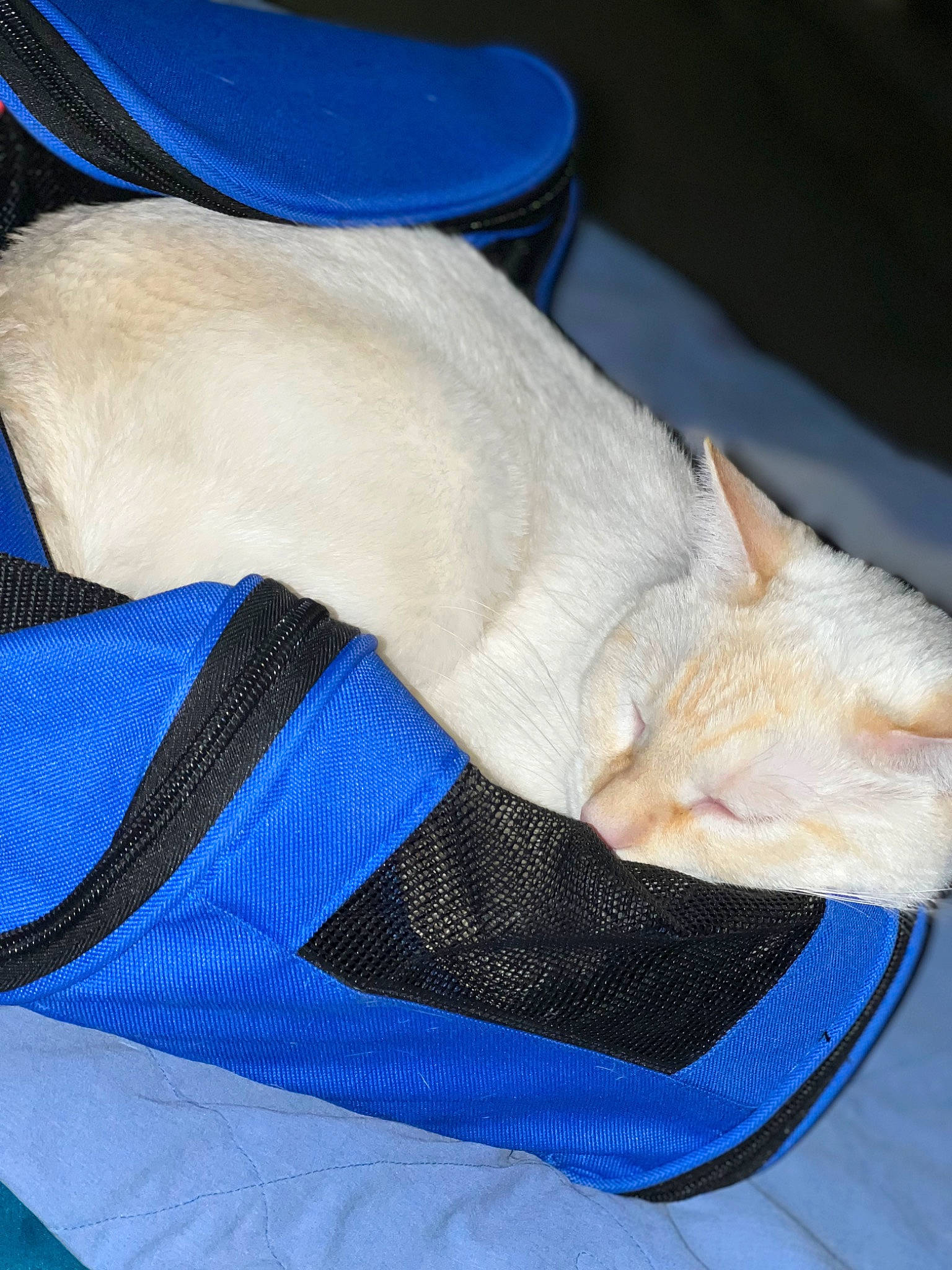 Yuki is registered to the contest to win money with this photo: blue, carnivore, cat, comfort, domestic_short_haired_cat, elbow, electric_blue, felidae, foot, fur, gesture, human_leg, knee, linens, paw, small_to_medium_sized_cats, tail, thigh, whiskers, wrist