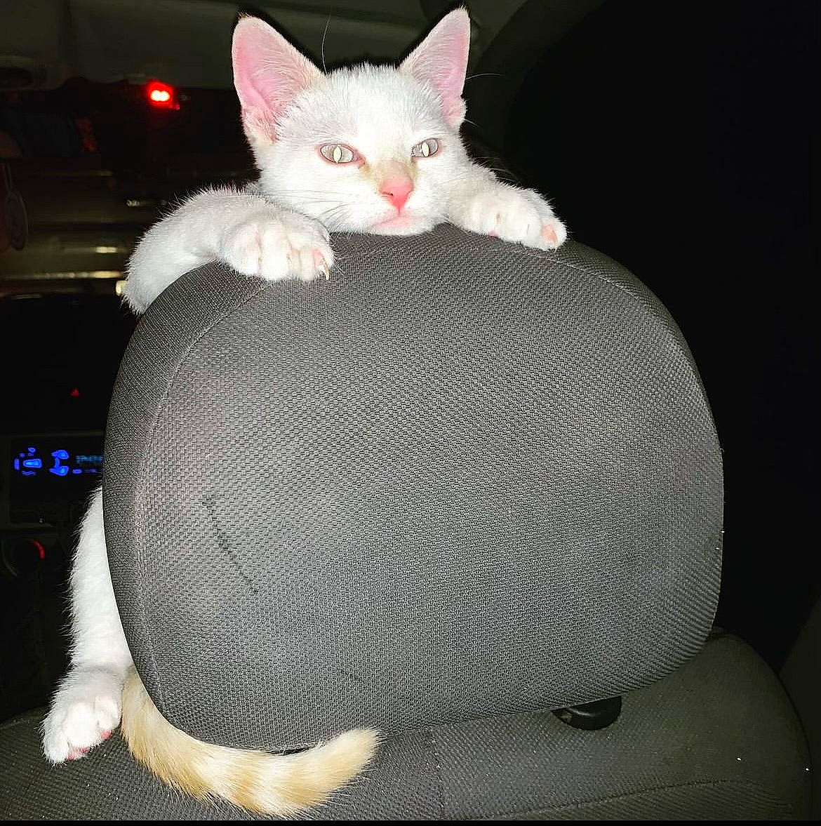 Yuki is registered to the contest to win money with this photo: carnivore, cat, cat_bed, cat_supply, comfort, darkness, domestic_short_haired_cat, ear, fawn, felidae, fur, paw, small_to_medium_sized_cats, snout, tail, terrestrial_animal, whiskers