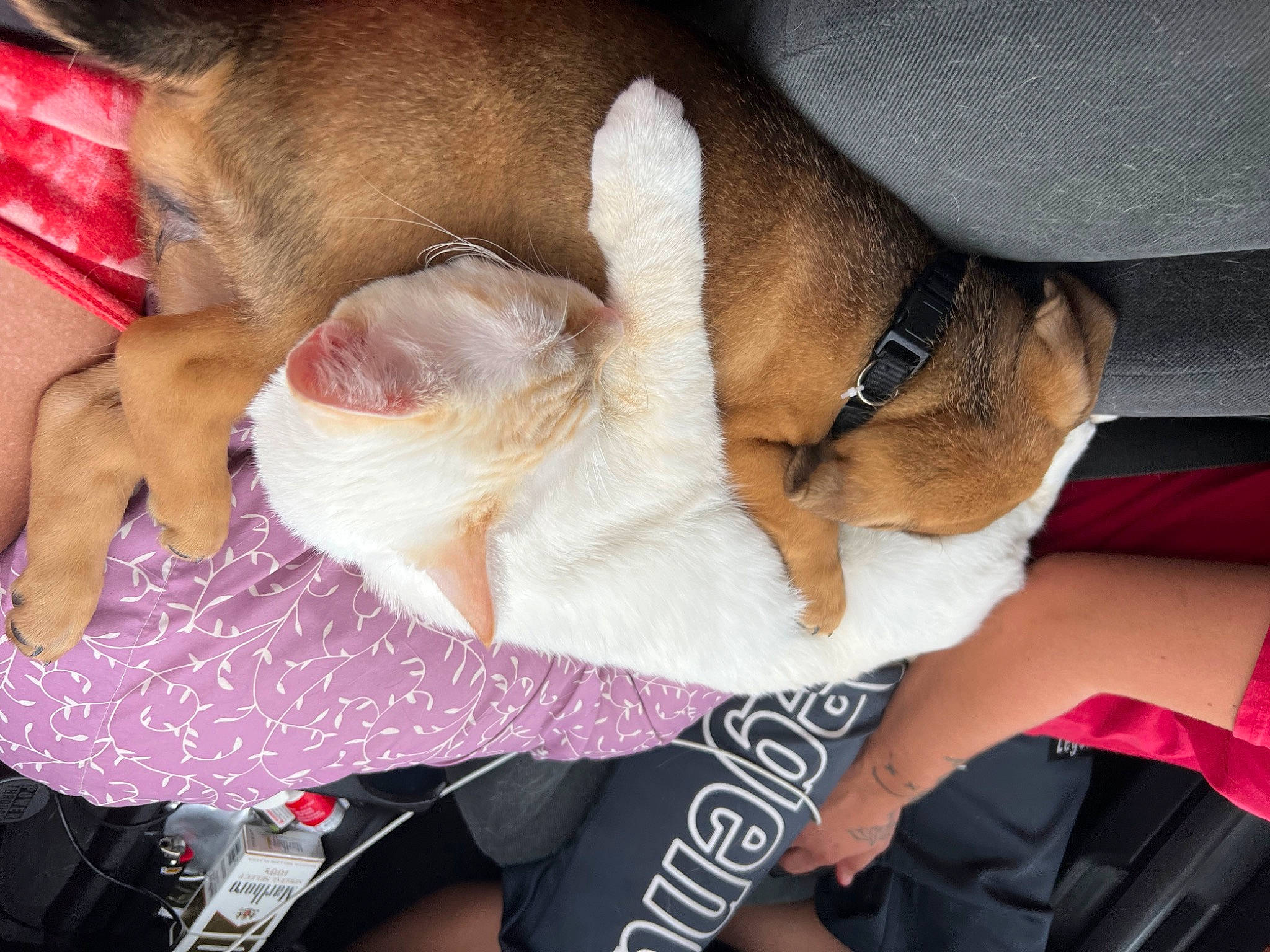 Yuki is registered to the contest to win money with this photo: canidae, carnivore, comfort, companion_dog, dog, dog_breed, ear, fawn, felidae, finger, foot, fur, gesture, human_leg, nail, paw, small_to_medium_sized_cats, snout, sporting_group, whiskers