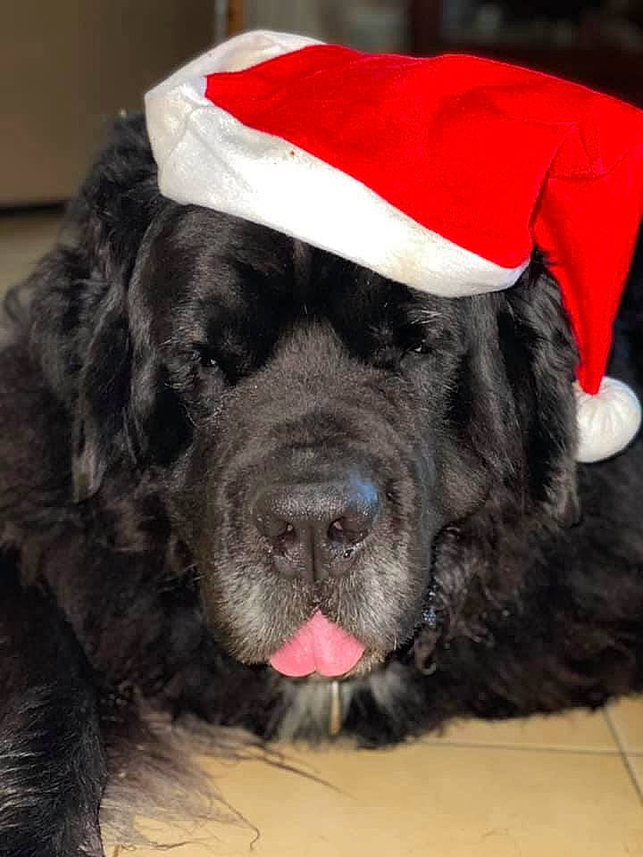 Mustang participe au concours pour gagner de l'argent avec cette photo : black, canidae, carmine, carnivore, christmas, collar, companion_dog, coquelicot, costume_accessory, costume_hat, dog, dog_breed, dog_collar, dog_supply, fur, natural_material, snout, sporting_group, tongue, working_animal