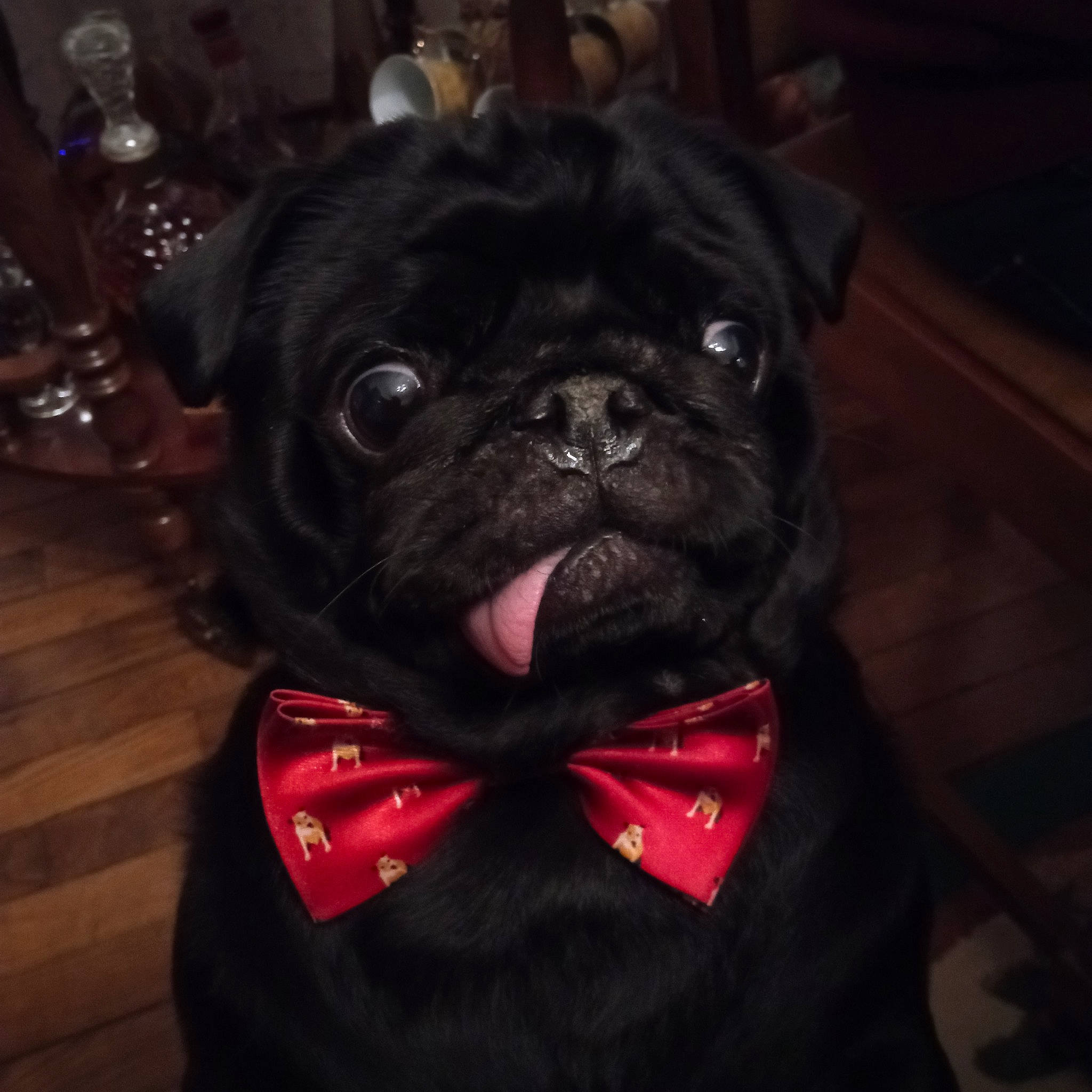 Prince a rejoint le concours — aidez-le/la à gagner de superbes lots ! canidae, carnivore, companion_dog, dog, dog_breed, dog_collar, electric_blue, fawn, flooring, formal_wear, fur, human_body, plant, pug, snout, sporting_group, terrestrial_animal, toy_dog, whiskers, working_animal