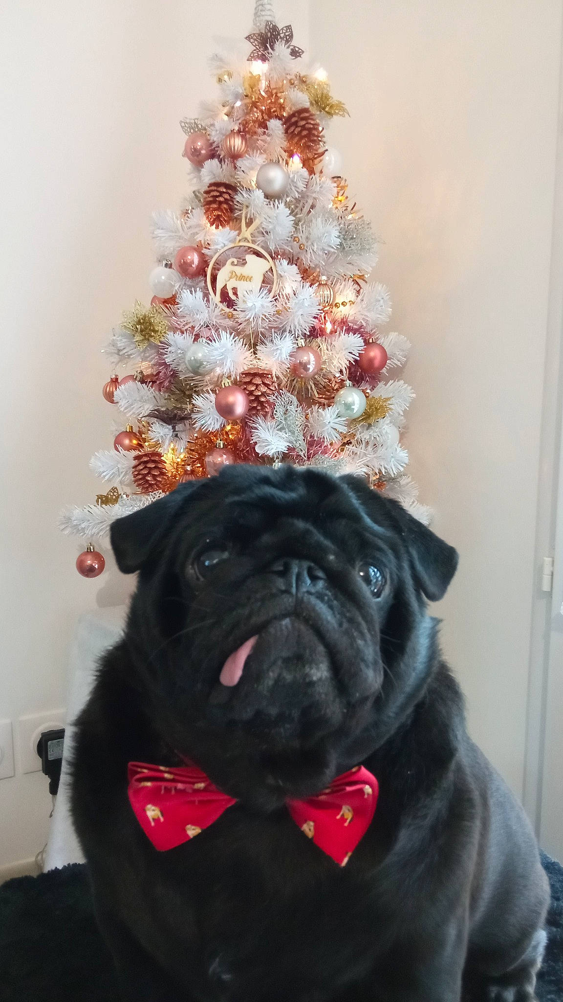Prince participe au concours pour gagner de l'argent avec cette photo : carnivore, christmas, christmas_decoration, christmas_ornament, christmas_tree, collar, companion_dog, dog, dog_breed, dog_collar, event, fawn, holiday, holiday_ornament, ornament, pug, red, snout, sporting_group, tree