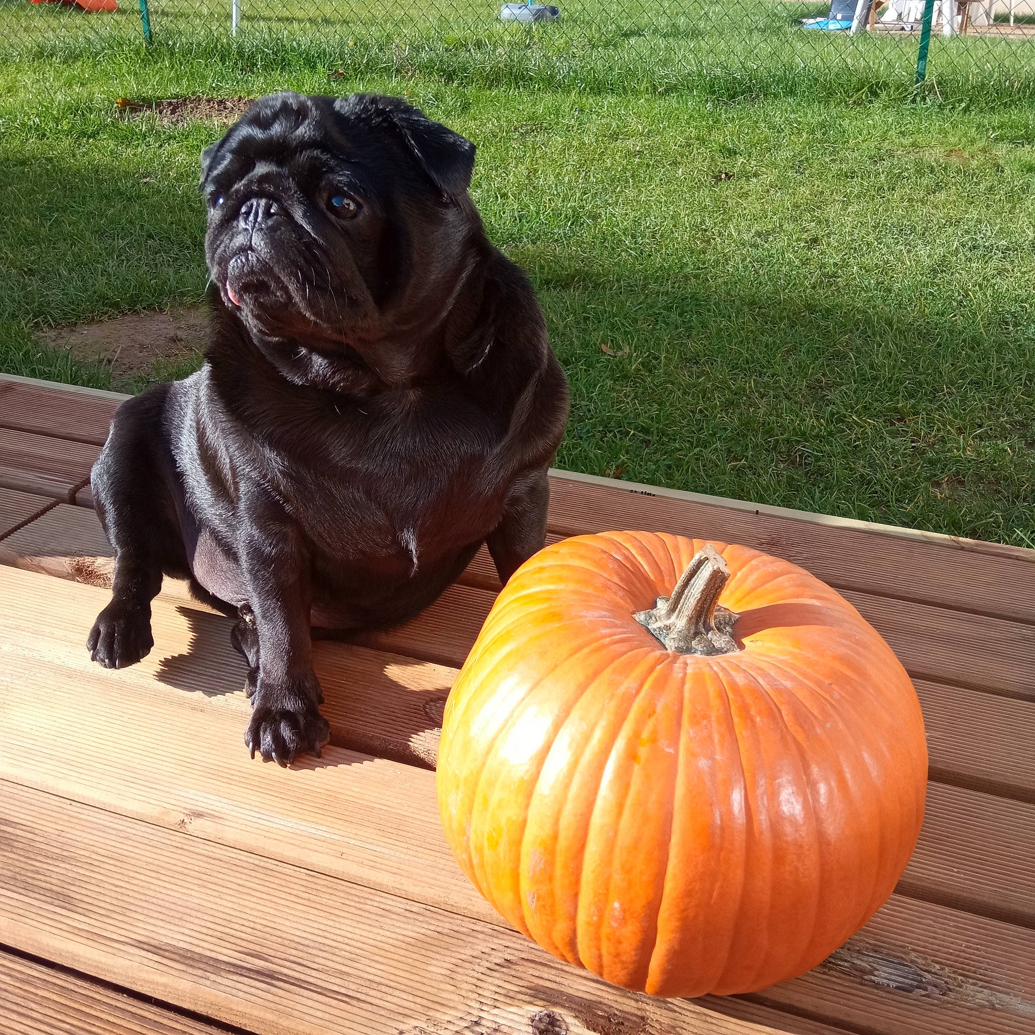 Prince a rejoint le concours — aidez-le/la à gagner de superbes lots ! art, calabaza, carnivore, companion_dog, cucurbita, dog, dog_breed, fawn, food, fruit, gourd, grass, natural_foods, plant, produce, pumpkin, squash, vegetable, winter_squash, wood