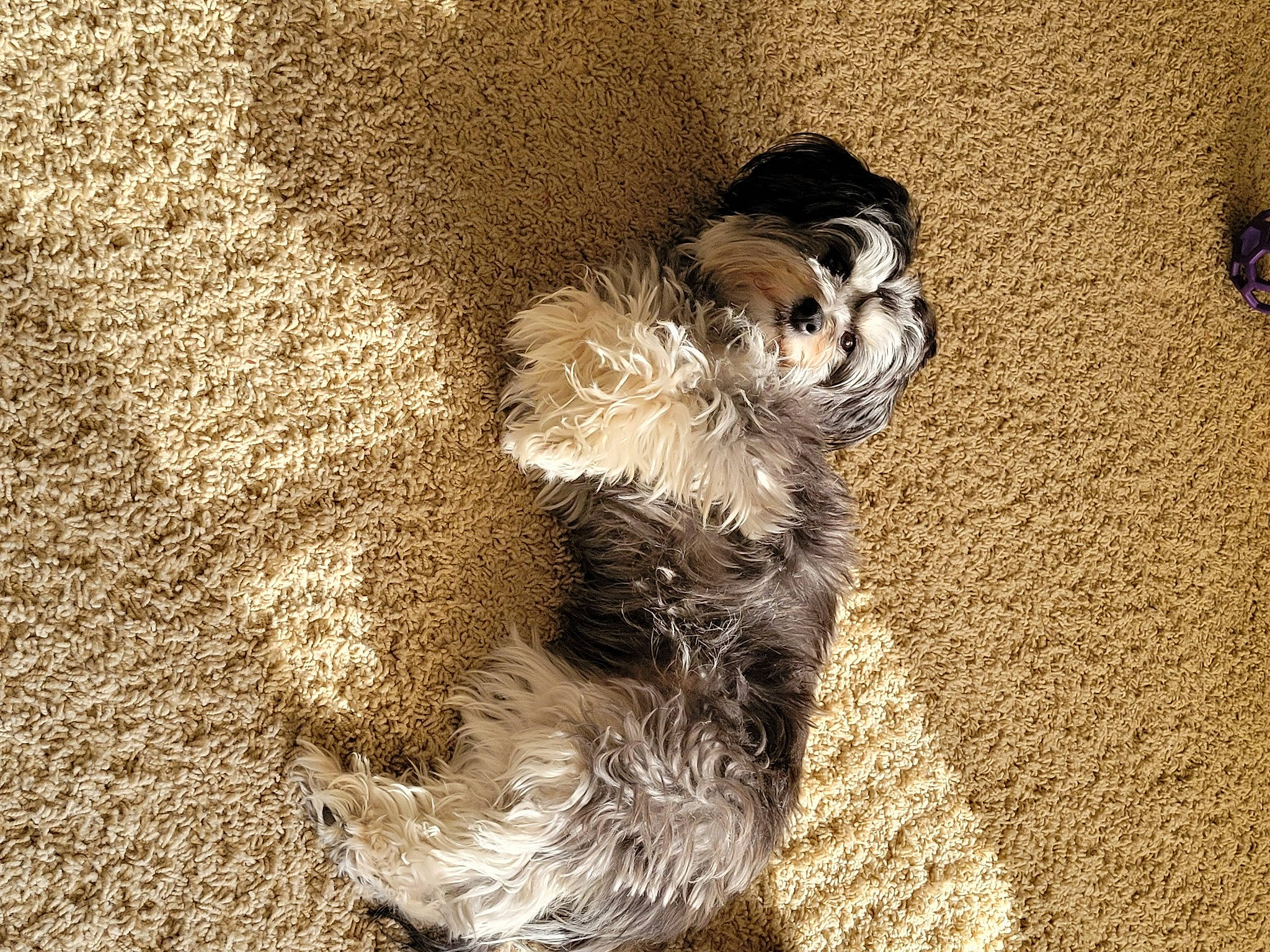 Jane joined the competition — help win amazing prizes! canidae, carnivore, claw, comfort, dog_breed, fawn, felidae, foot, fur, grass, human_leg, paw, shadow, small_to_medium_sized_cats, soil, sporting_group, tail, terrestrial_animal, tints_and_shades, whiskers