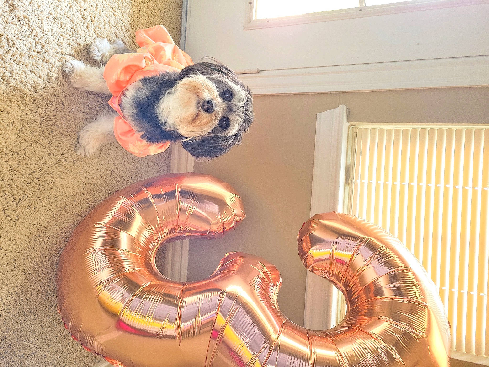 Jane is registered to the contest to win money with this photo: art, carmine, carving, coquelicot, event, flooring, human_anatomy, orange, pattern, room, scaled_reptile, sculpture, snake, statue, terrestrial_animal, visual_arts, window, window_blind, window_covering, wood