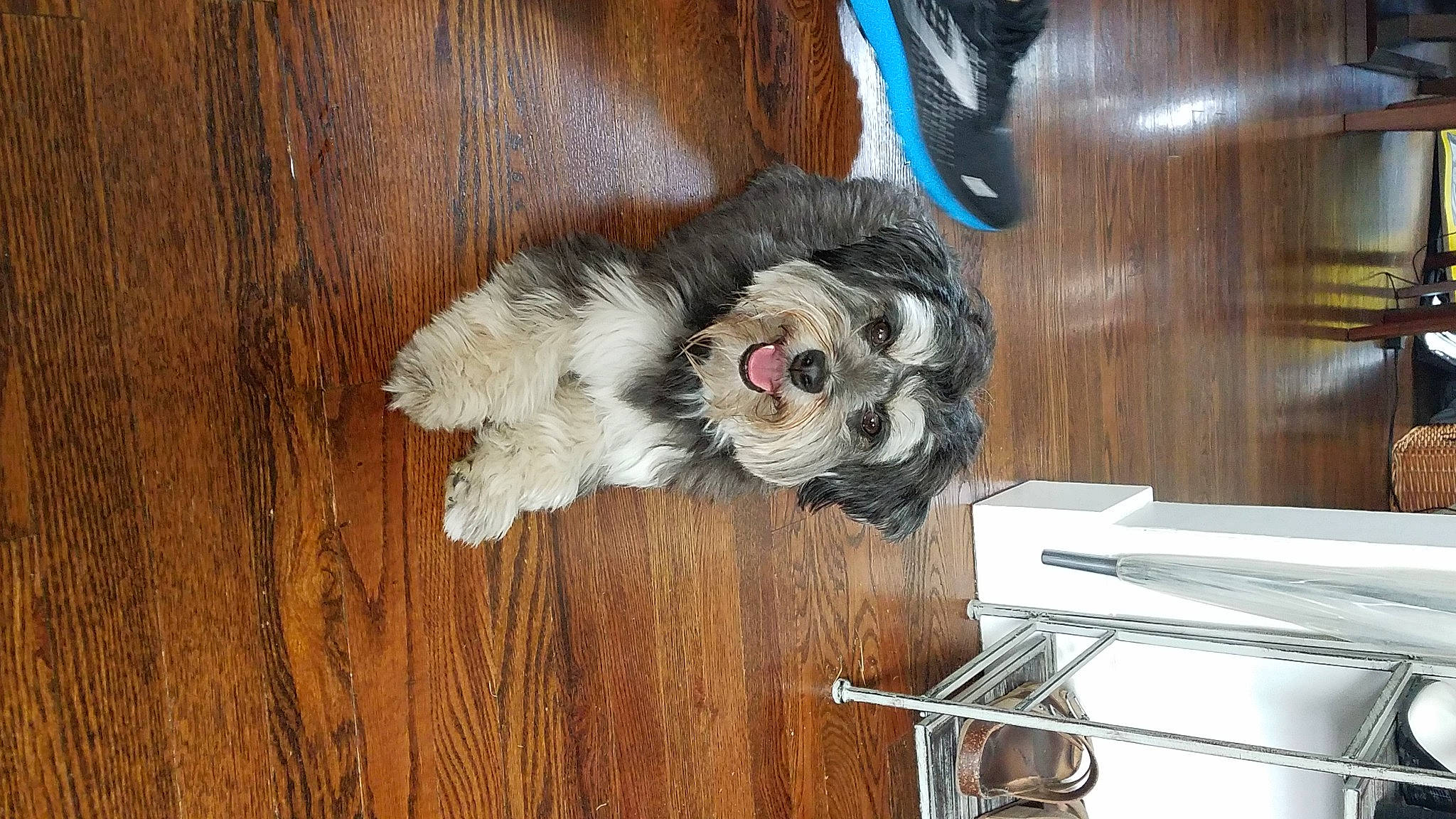 Jane joined the competition — help win amazing prizes! canidae, carnivore, companion_dog, dog, dog_breed, fur, hardwood, non_sporting_group, plank, sporting_group, tail, varnish, wood, wood_stain, working_animal