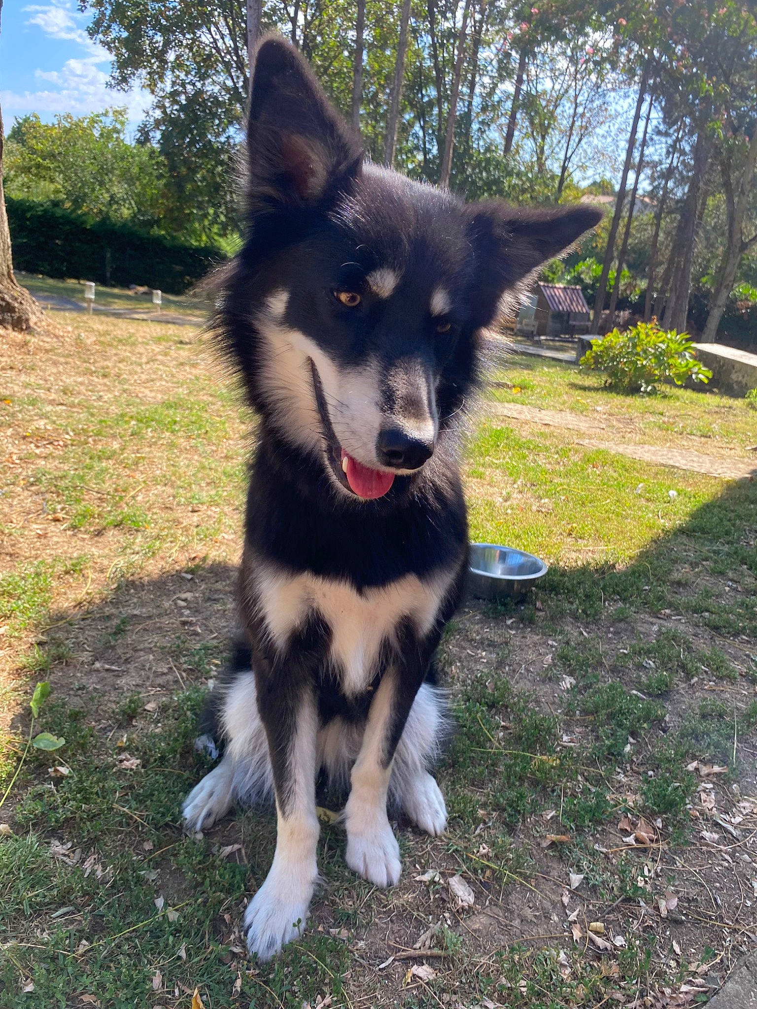 Shanghai a rejoint le concours — aidez-le/la à gagner de superbes lots ! canidae, canis, carnivore, cloud, companion_dog, dog, dog_breed, fur, grass, herding_dog, jaw, plant, sky, sled_dog, snout, sporting_group, tail, tree, working_animal, working_dog