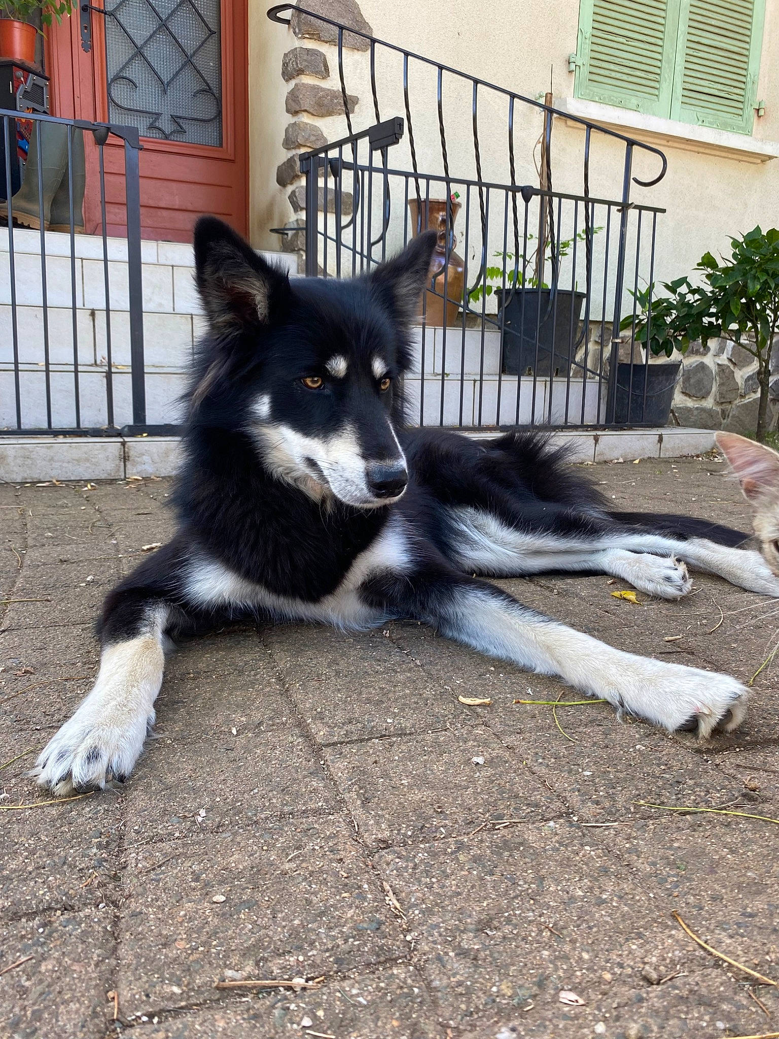 Shanghai a rejoint le concours — aidez-le/la à gagner de superbes lots ! canidae, carnivore, companion_dog, dog, dog_breed, dog_supply, fence, fur, herding_dog, houseplant, pet_supply, plant, porch, sitting, snout, sporting_group, tail, terrestrial_animal, working_animal, working_dog