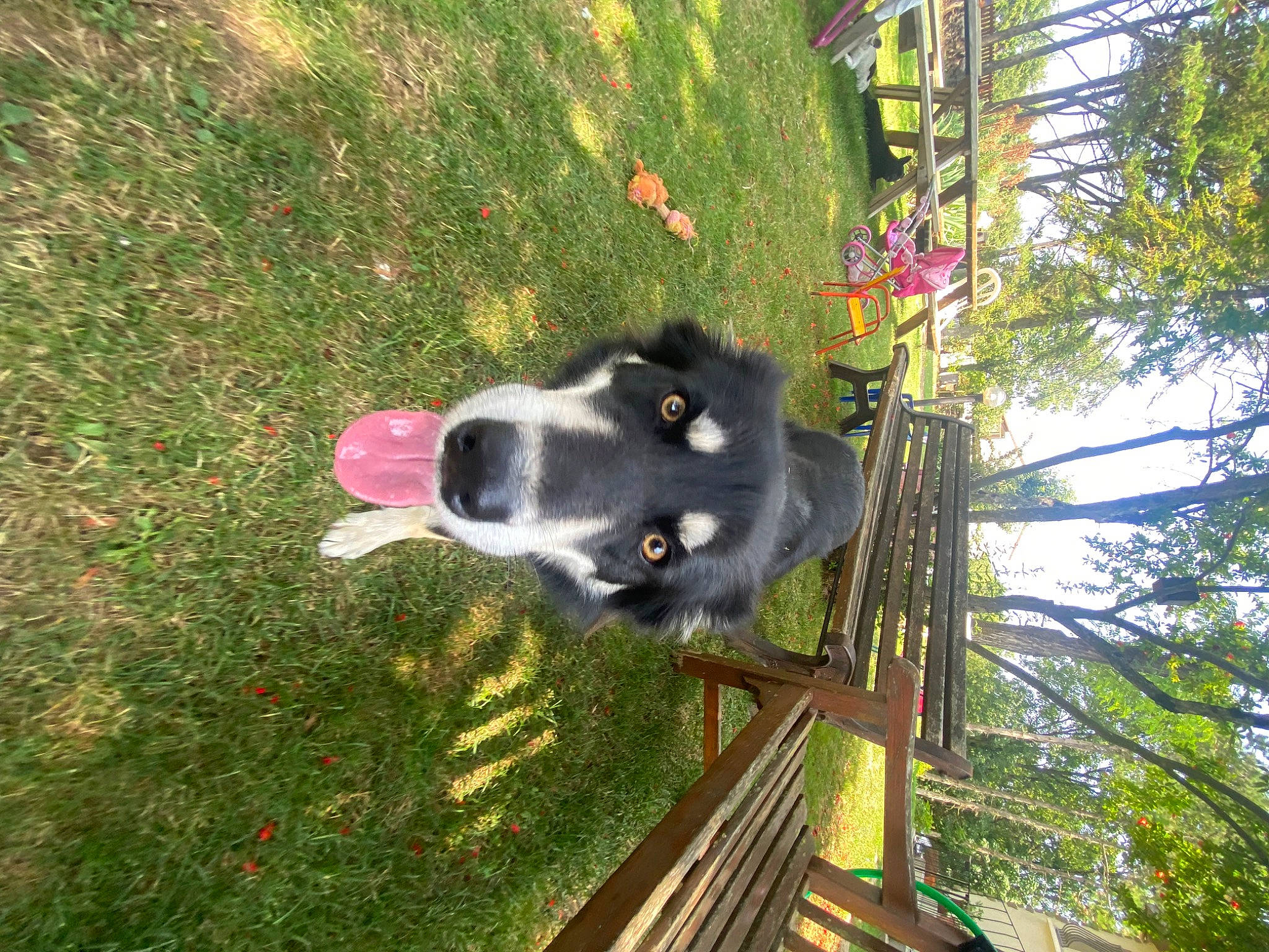 Shanghai participe au concours pour gagner de l'argent avec cette photo : canidae, carnivore, companion_dog, dog, dog_breed, grass, herding_dog, plant, snout, sporting_group, tree, working_animal, working_dog