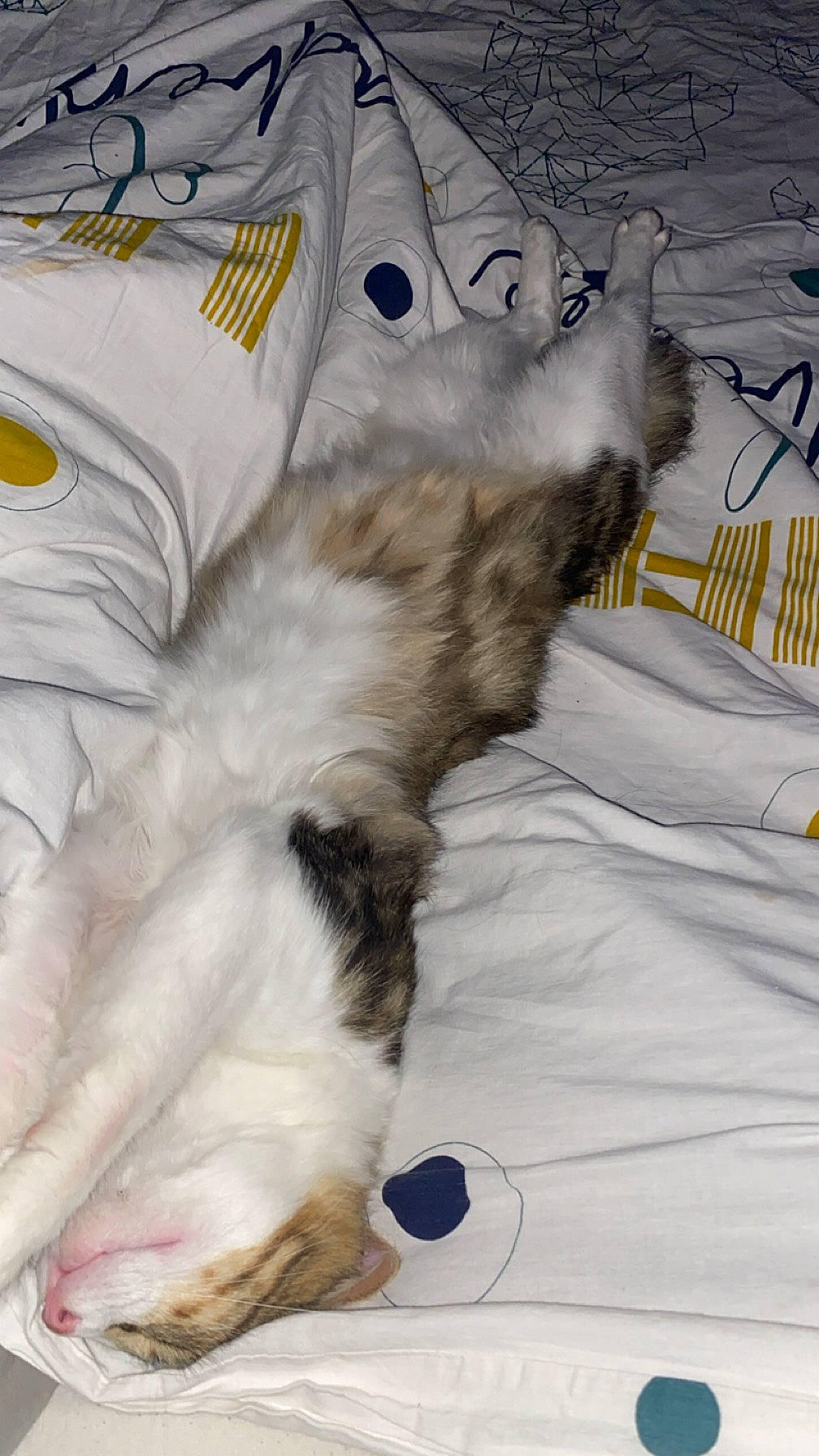 Réglisse participe au concours pour gagner de l'argent avec cette photo : carnivore, cat, claw, comfort, domestic_short_haired_cat, felidae, foot, fur, linens, nap, paw, small_to_medium_sized_cats, tail, textile, whiskers