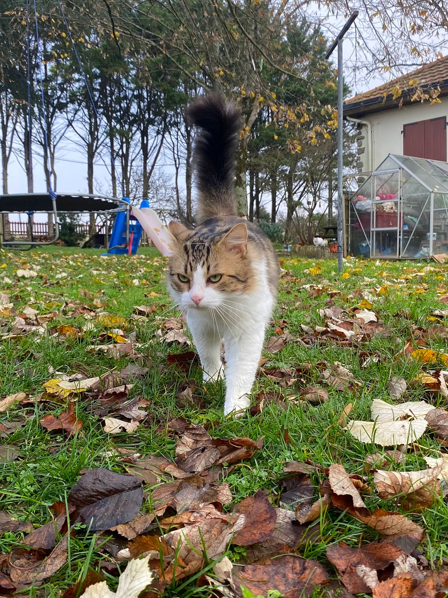 Réglisse a rejoint le concours — aidez-le/la à gagner de superbes lots ! art, carnivore, cat, domestic_short_haired_cat, fawn, felidae, flower, fur, grass, groundcover, house, lawn, plant, shrub, sky, small_to_medium_sized_cats, spring, tail, tree, whiskers