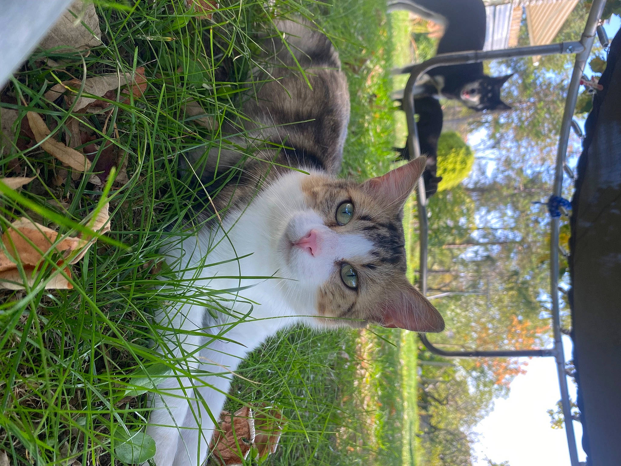 Réglisse a rejoint le concours — aidez-le/la à gagner de superbes lots ! carnivore, cat, collar, domestic_short_haired_cat, fawn, felidae, fur, grass, herb, plant, plant_stem, small_to_medium_sized_cats, sporting_group, spring, tail, tree, trunk, twig, whiskers, wood