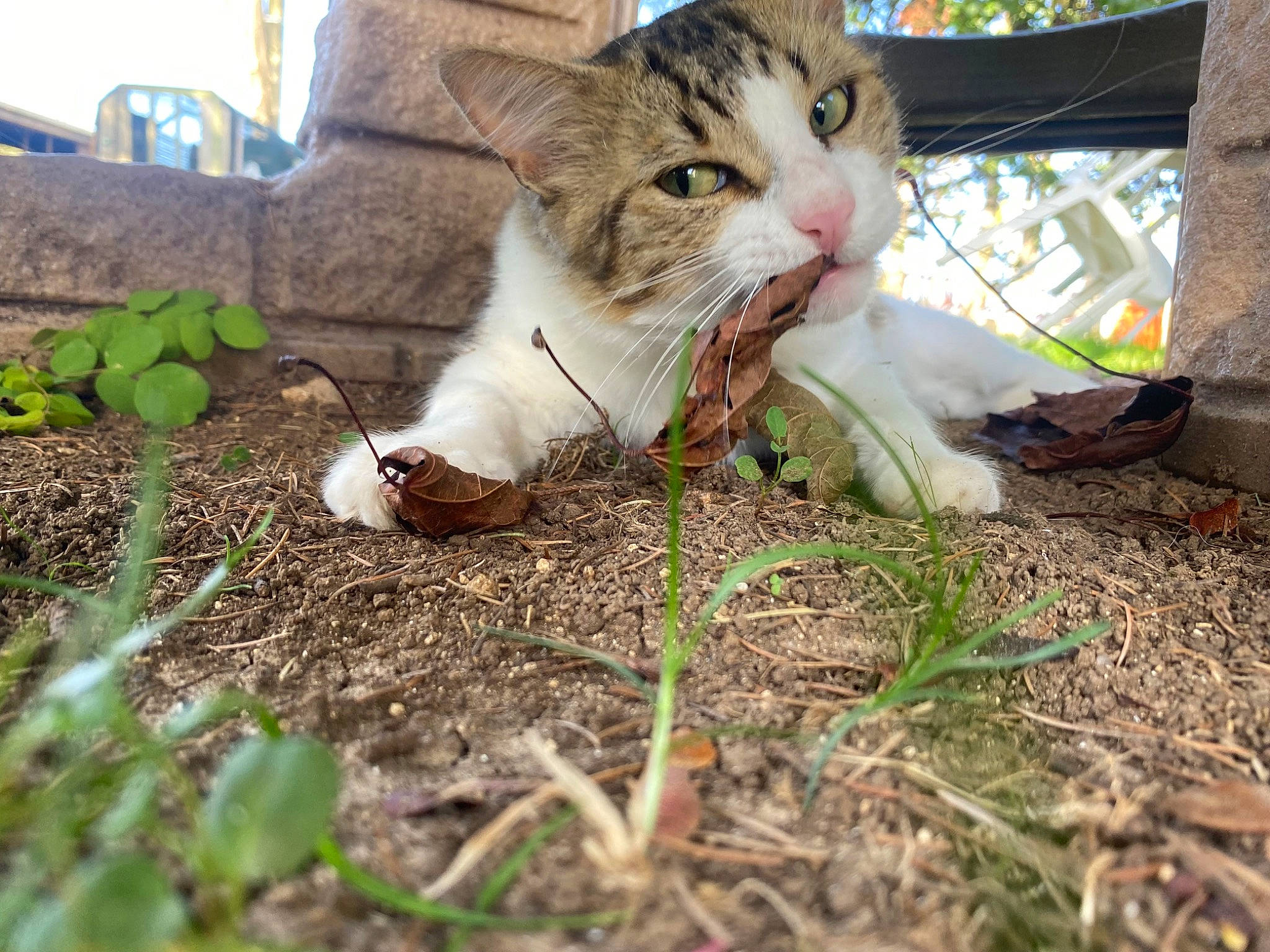 Réglisse participe au concours pour gagner de l'argent avec cette photo : adaptation, carnivore, cat, claw, domestic_short_haired_cat, fawn, felidae, foot, fur, grass, groundcover, paw, people_in_nature, plant, small_to_medium_sized_cats, soil, tail, terrestrial_animal, tree, whiskers