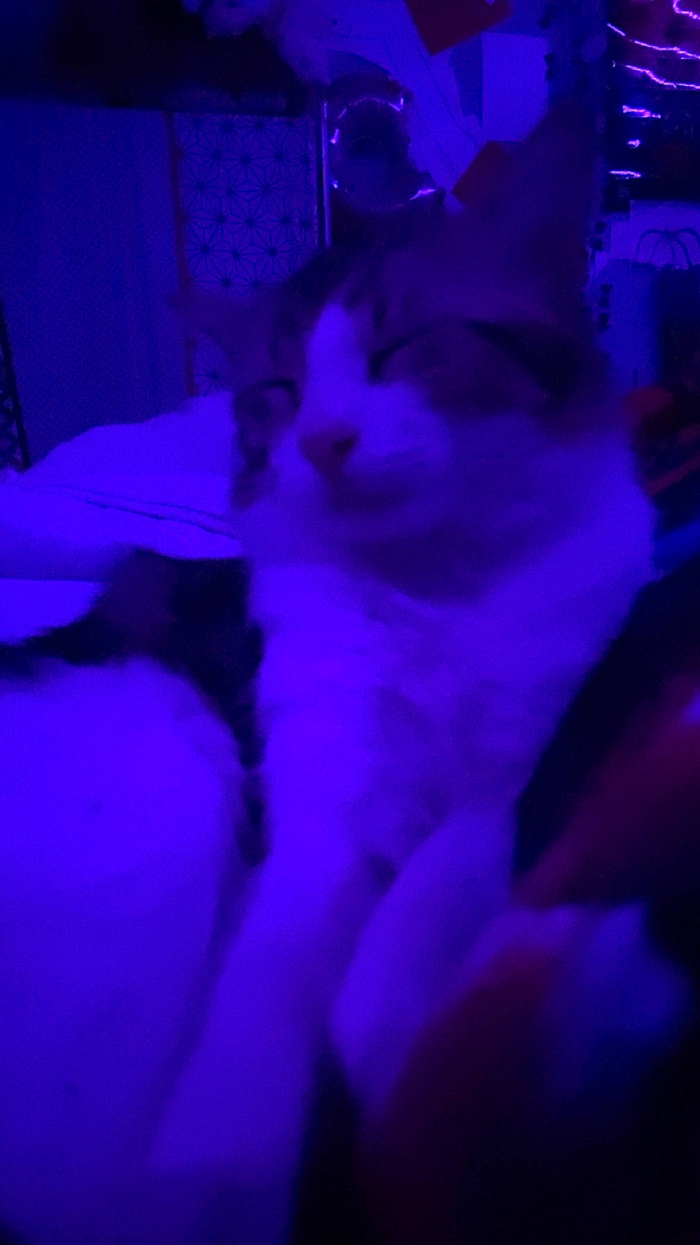 Réglisse participe au concours pour gagner de l'argent avec cette photo : carnivore, cat, darkness, domestic_short_haired_cat, electric_blue, event, felidae, fun, fur, magenta, midnight, paw, pink, plant, purple, small_to_medium_sized_cats, snout, tail, violet, whiskers