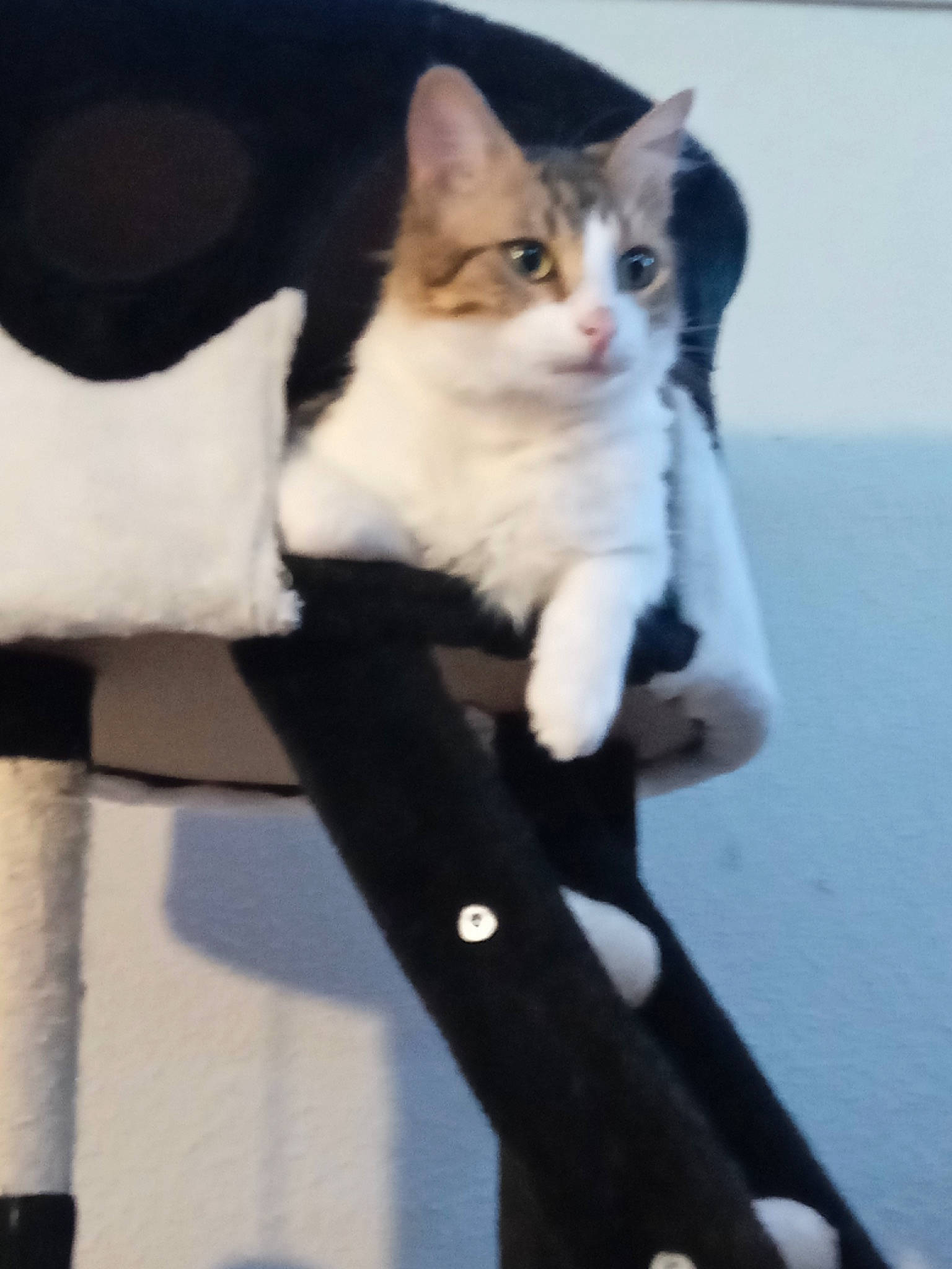 Réglisse participe au concours pour gagner de l'argent avec cette photo : automotive_exterior, automotive_window_part, carnivore, cat, comfort, domestic_short_haired_cat, felidae, formal_wear, fur, gesture, human_leg, paw, sitting, small_to_medium_sized_cats, snout, strap, tail, whiskers