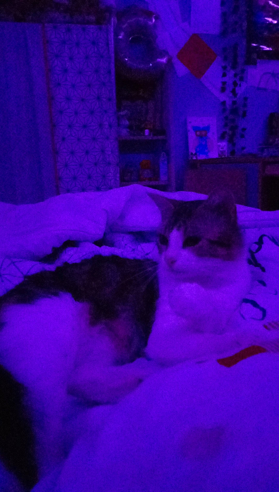 Réglisse a rejoint le concours — aidez-le/la à gagner de superbes lots ! comfort, darkness, electric_blue, entertainment, event, felidae, flesh, fun, magenta, night, purple, room, tints_and_shades, violet