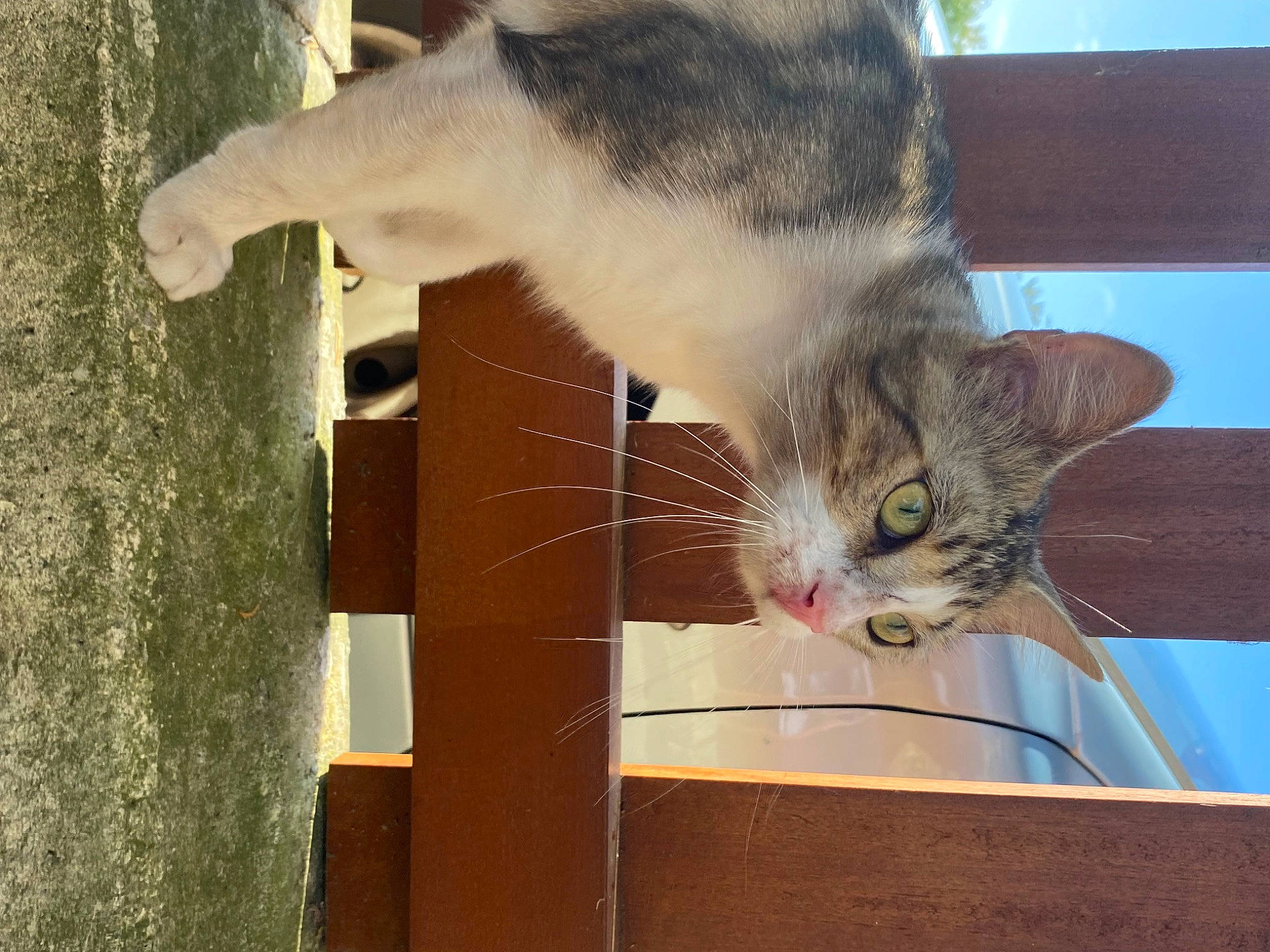 Réglisse participe au concours pour gagner de l'argent avec cette photo : animal_shelter, carnivore, cat, claw, domestic_short_haired_cat, fawn, felidae, fur, paw, pet_supply, plant, small_to_medium_sized_cats, snout, tail, tree, whiskers, window, wood