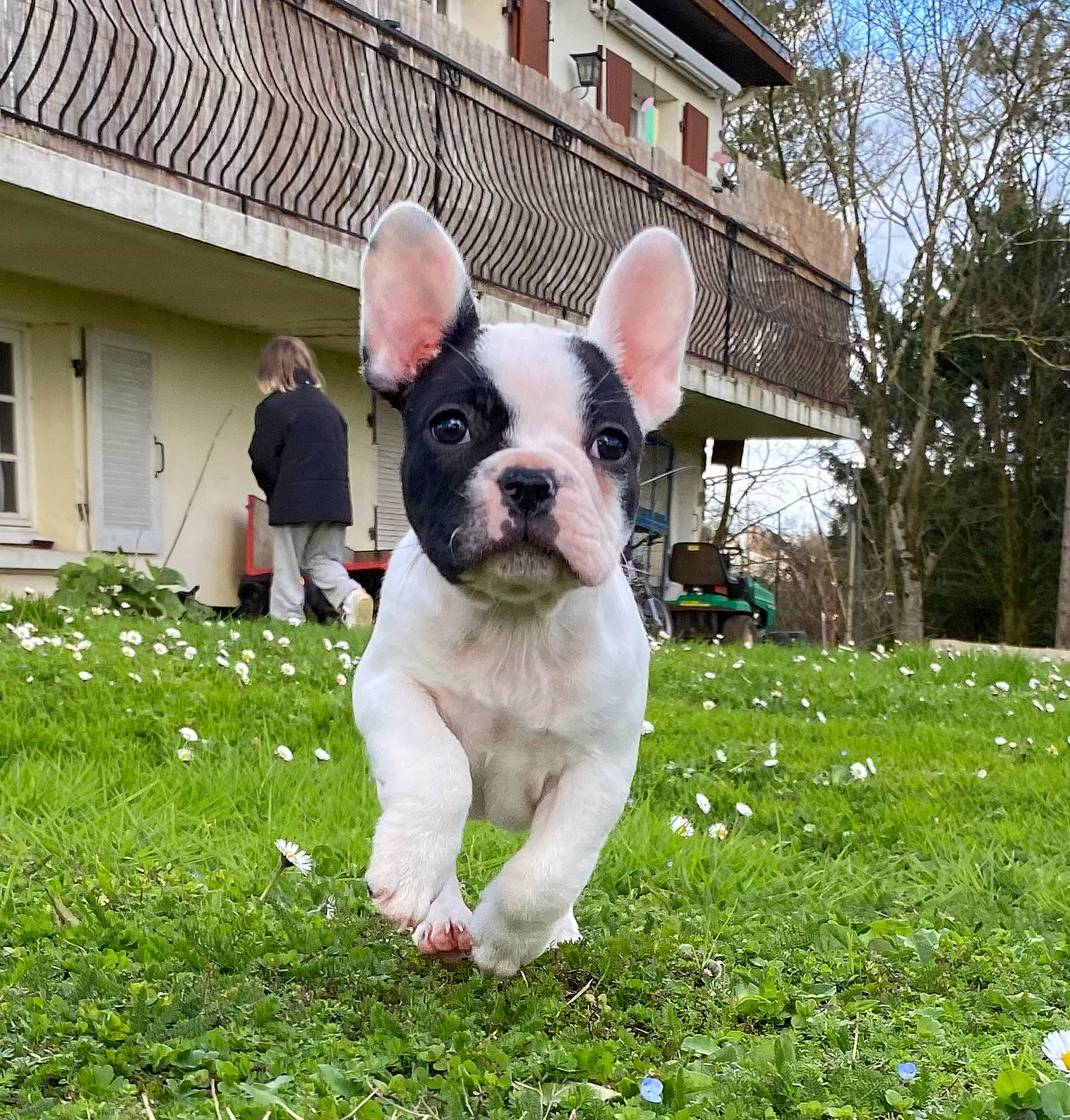 Vanille participe au concours pour gagner de l'argent avec cette photo : building, bulldog, canidae, carnivore, companion_dog, dog, dog_breed, fawn, grass, groundcover, house, leisure, molosser, plant, snout, sporting_group, terrestrial_animal, toy_dog, tree, window