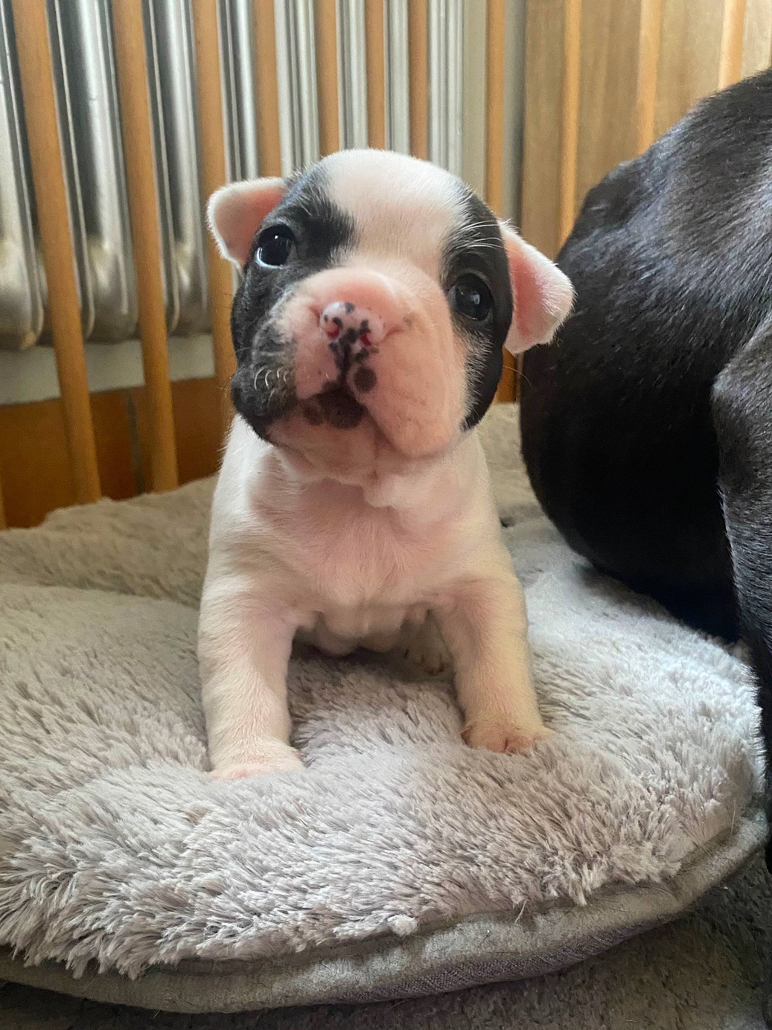 Vanille a rejoint le concours — aidez-le/la à gagner de superbes lots ! ball, bored, bulldog, canidae, carnivore, comfort, companion_dog, dog, dog_breed, fawn, molosser, paw, snout, sporting_group, tail, terrestrial_animal, toy_dog, whiskers, working_animal, wrinkle