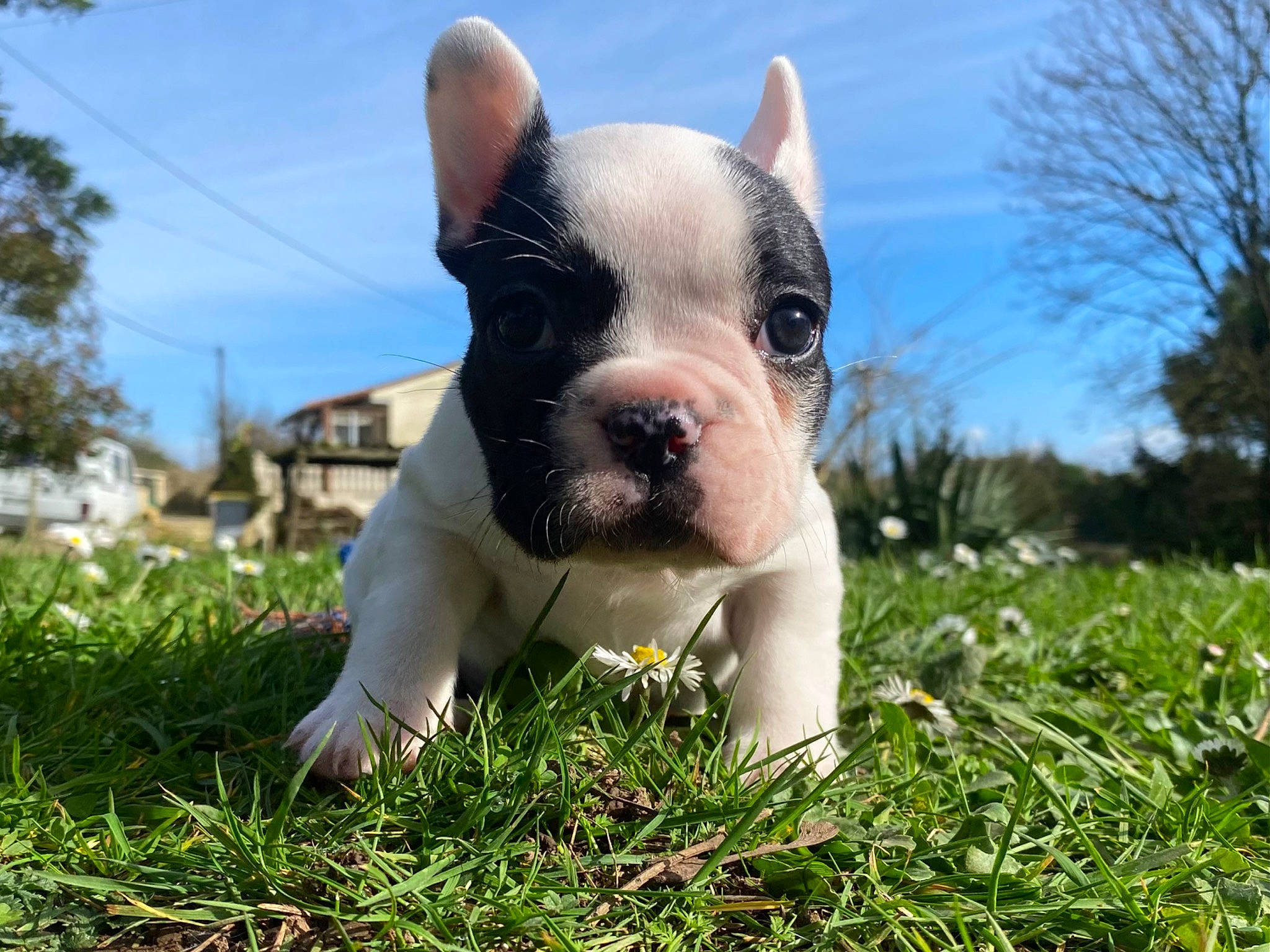 Vanille participe au concours pour gagner de l'argent avec cette photo : bulldog, carnivore, cloud, companion_dog, dog, dog_breed, eye, fawn, grass, happy, head, lawn, plant, sky, snout, sporting_group, terrestrial_animal, tree, whiskers, working_animal